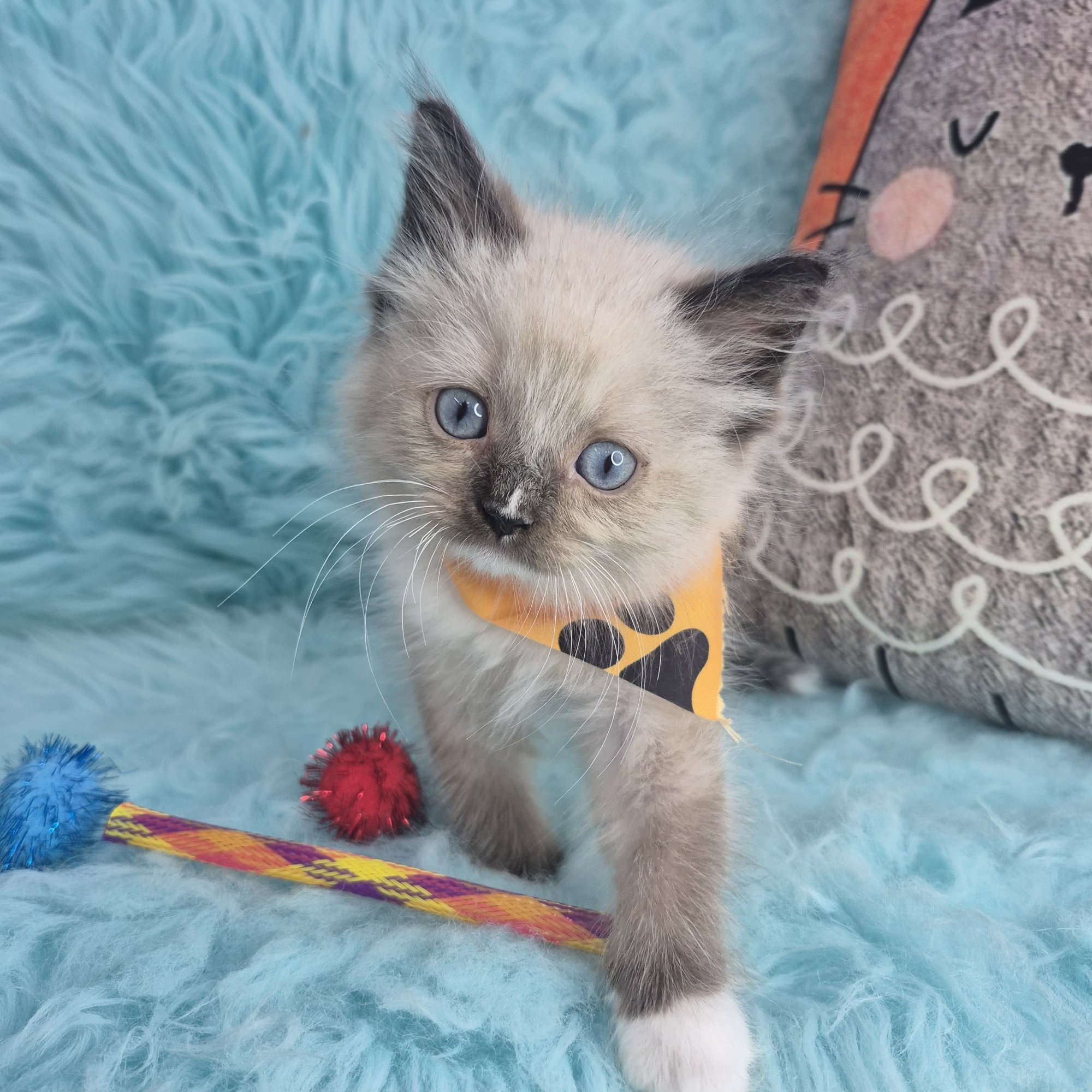 Snickers, Ragdoll puppy photo 2