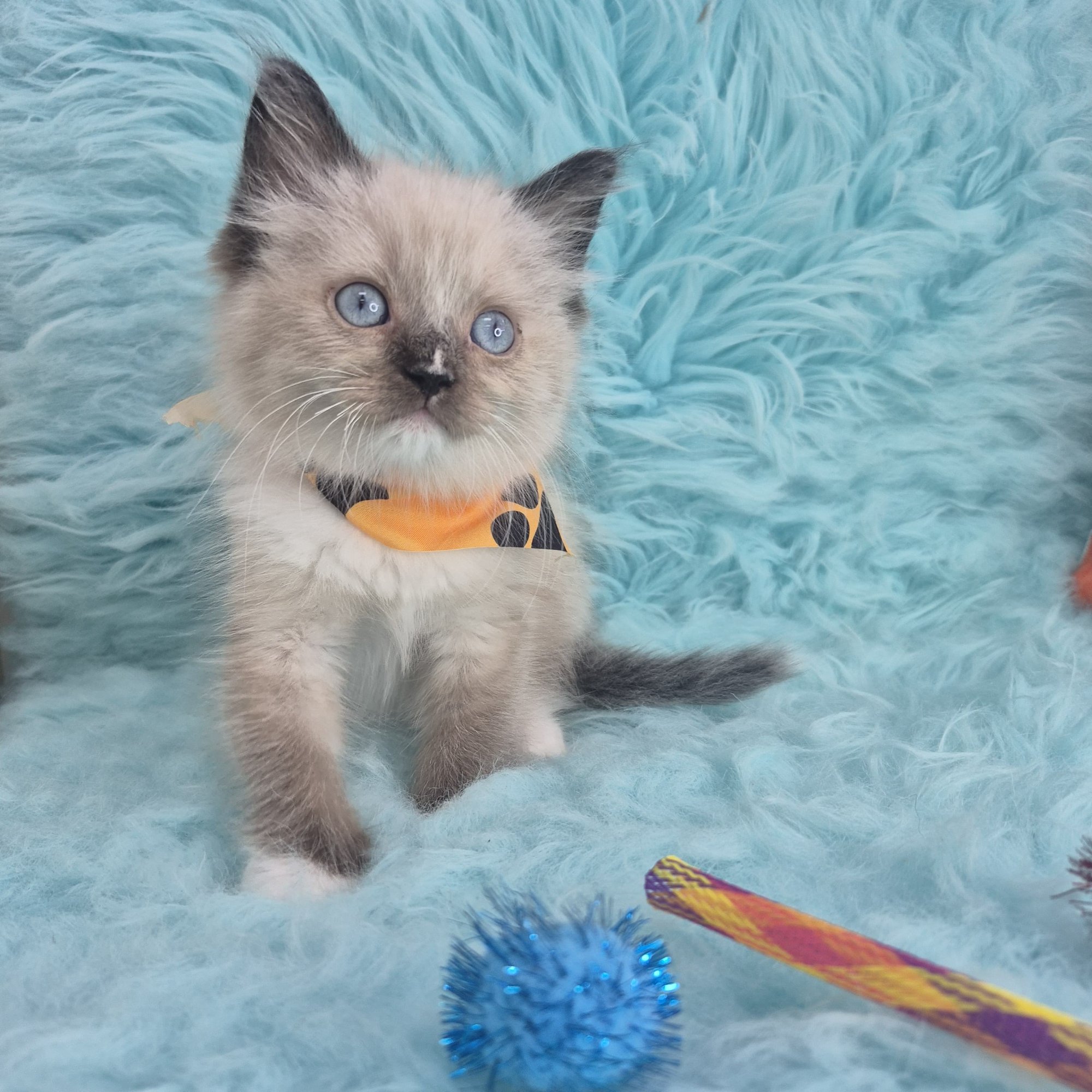 Snickers, Ragdoll puppy photo 3