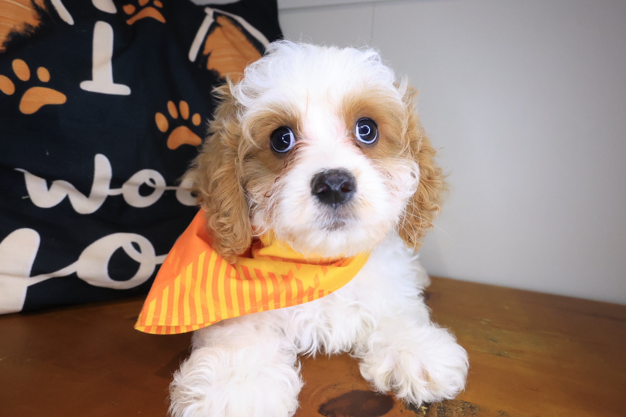 Falcon, Cavapoo puppy
