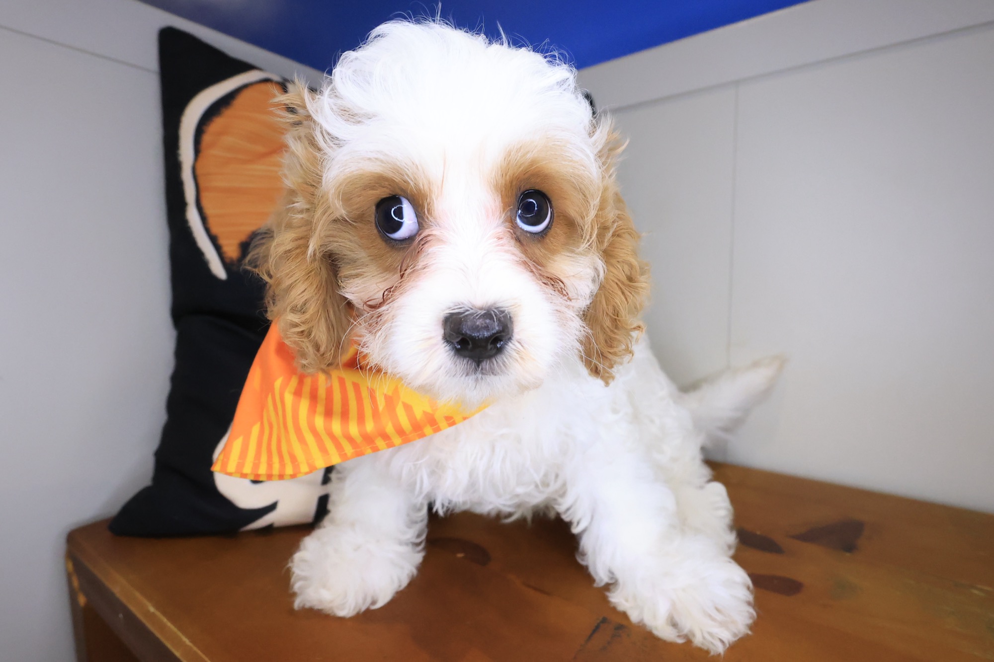 Falcon, Cavapoo puppy photo 2