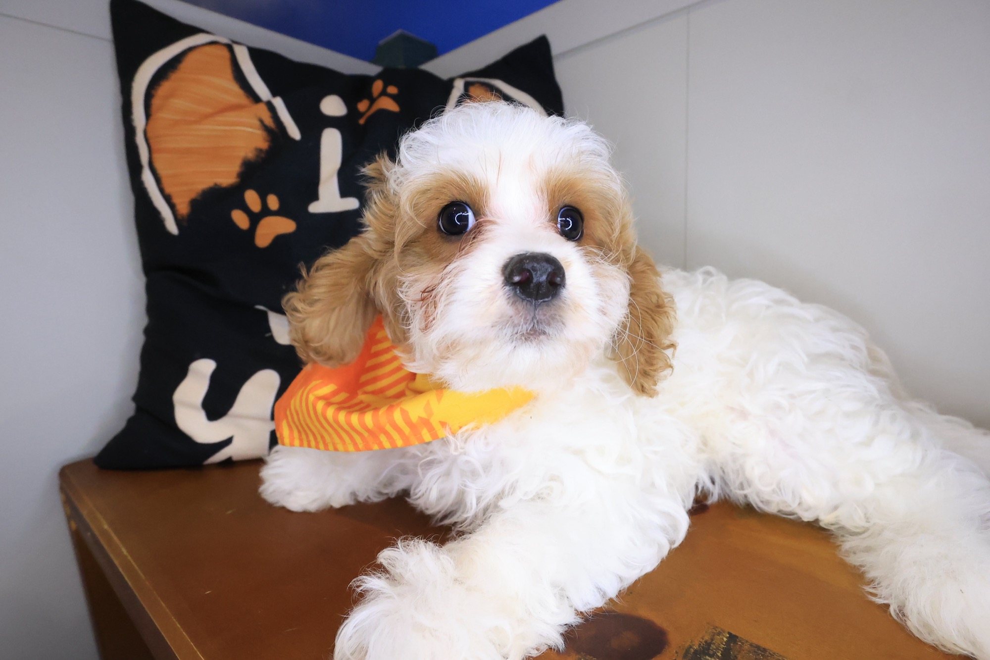 Falcon, Cavapoo puppy photo 3
