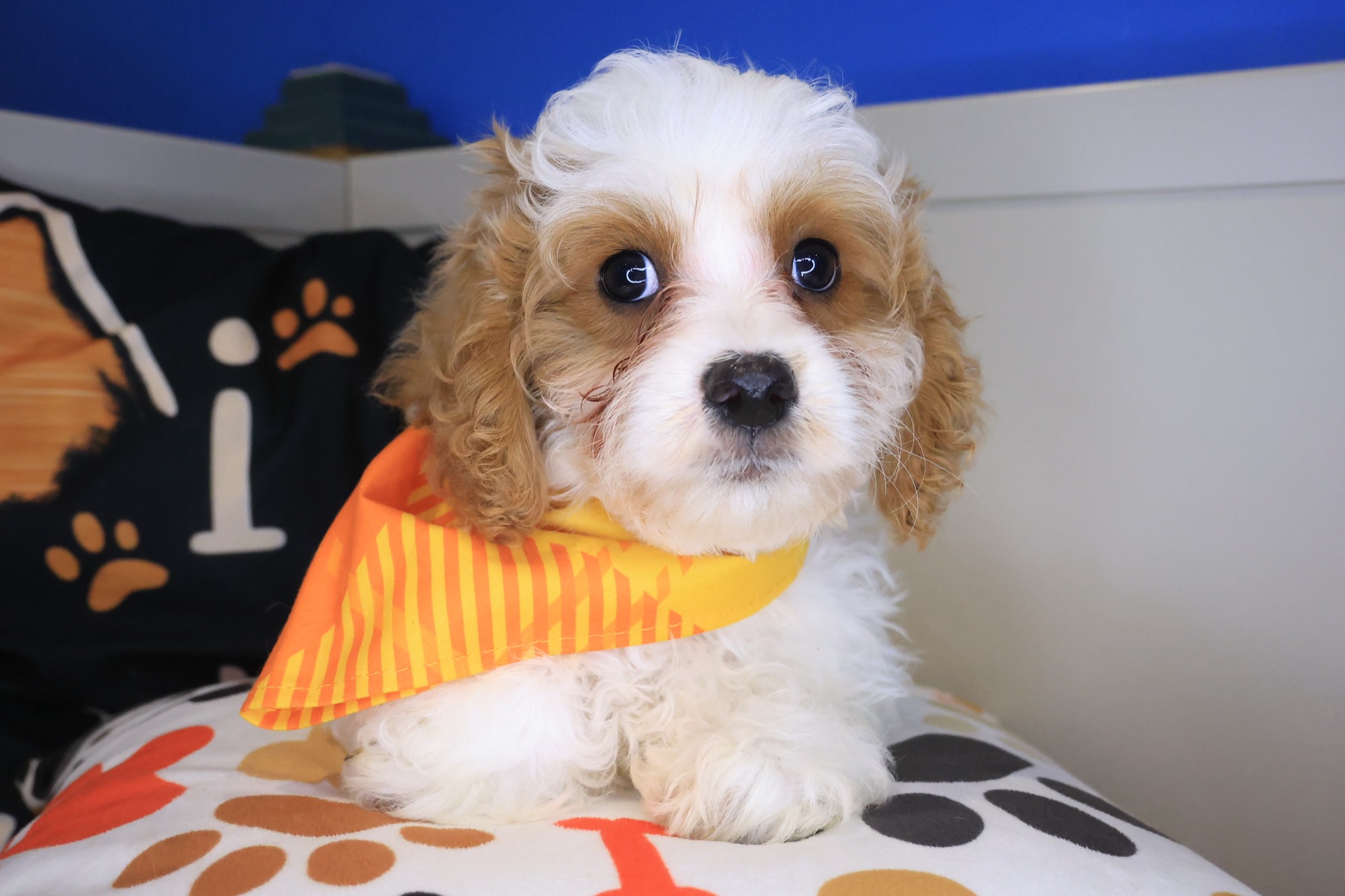 Falcon, Cavapoo puppy photo 4