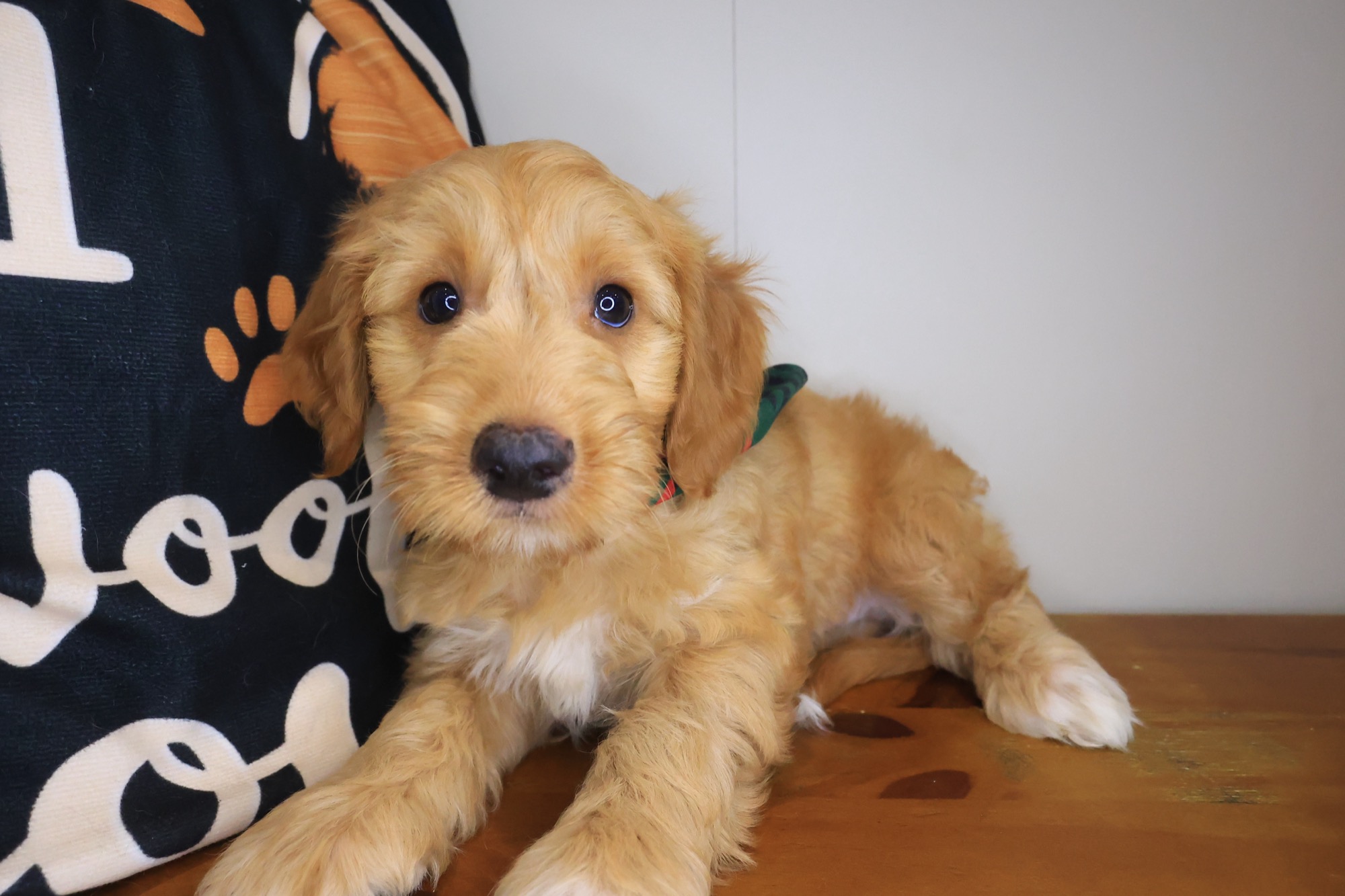 Scooby Doo, Goldendoodle puppy