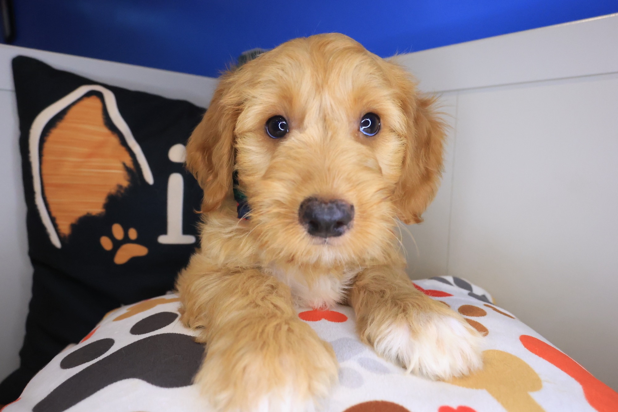 Scooby Doo, Goldendoodle puppy photo 2