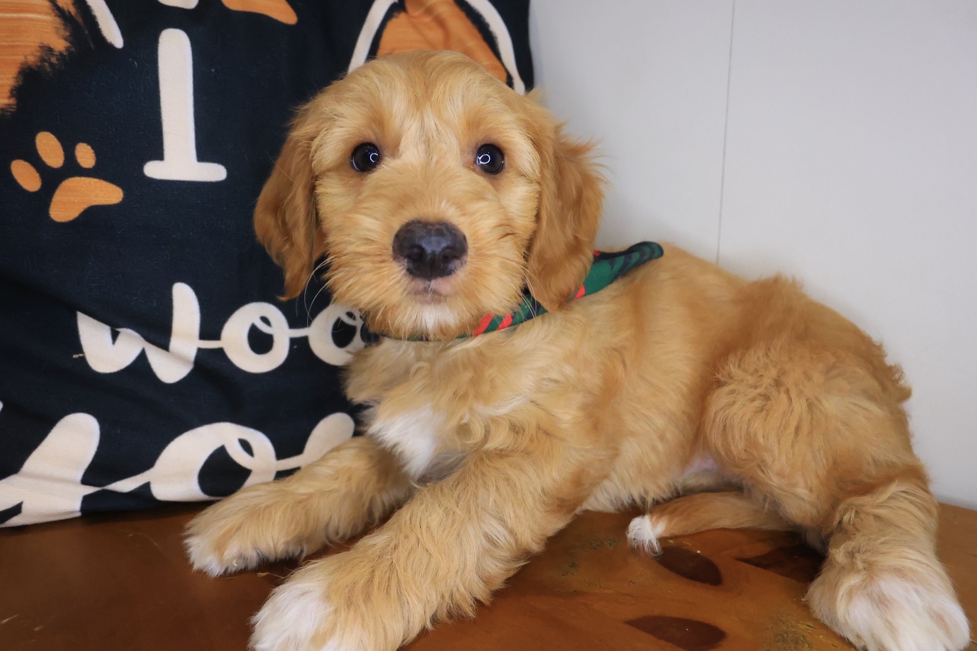 Scooby Doo, Goldendoodle puppy photo 3