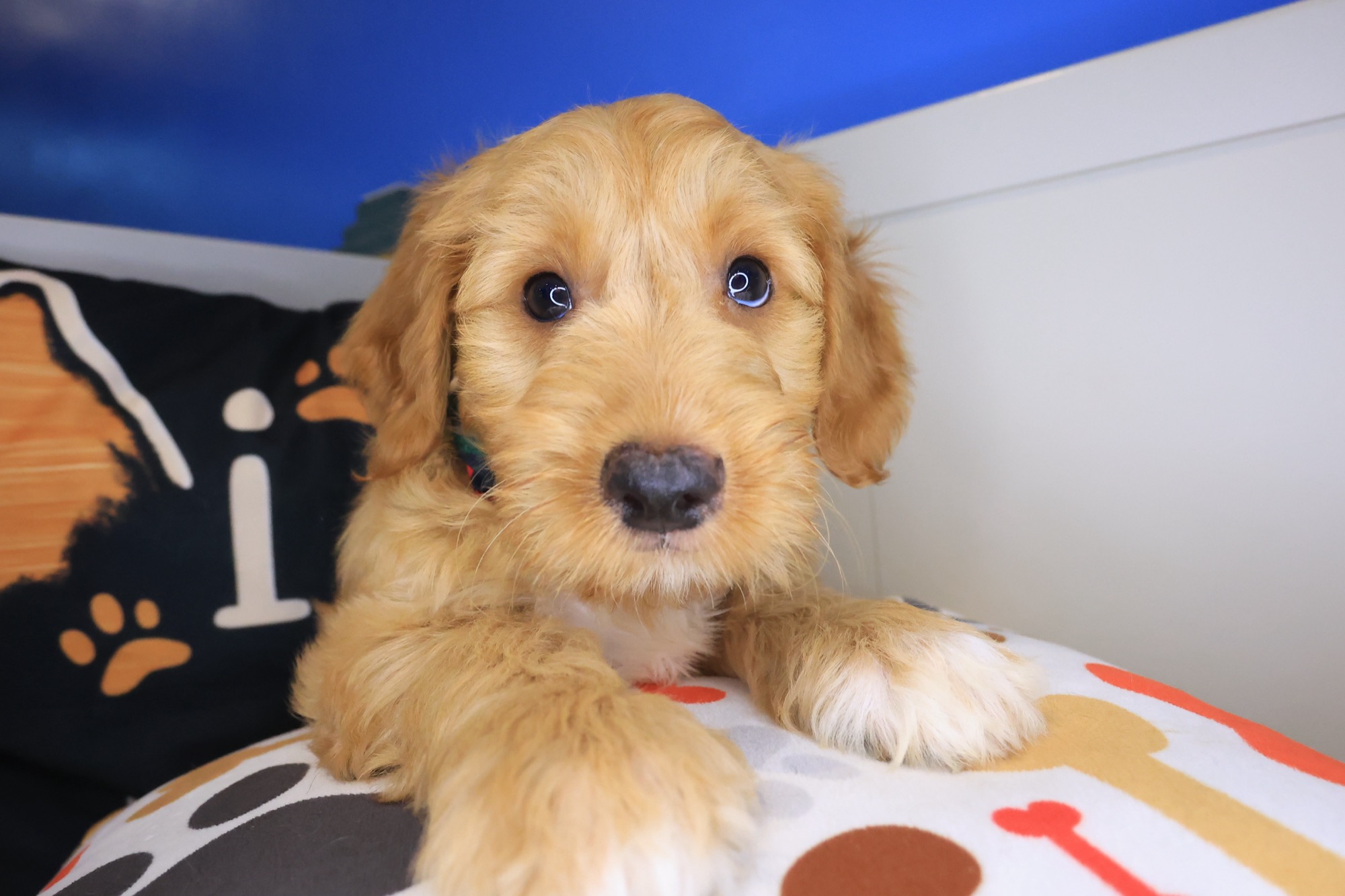 Scooby Doo, Goldendoodle puppy photo 4