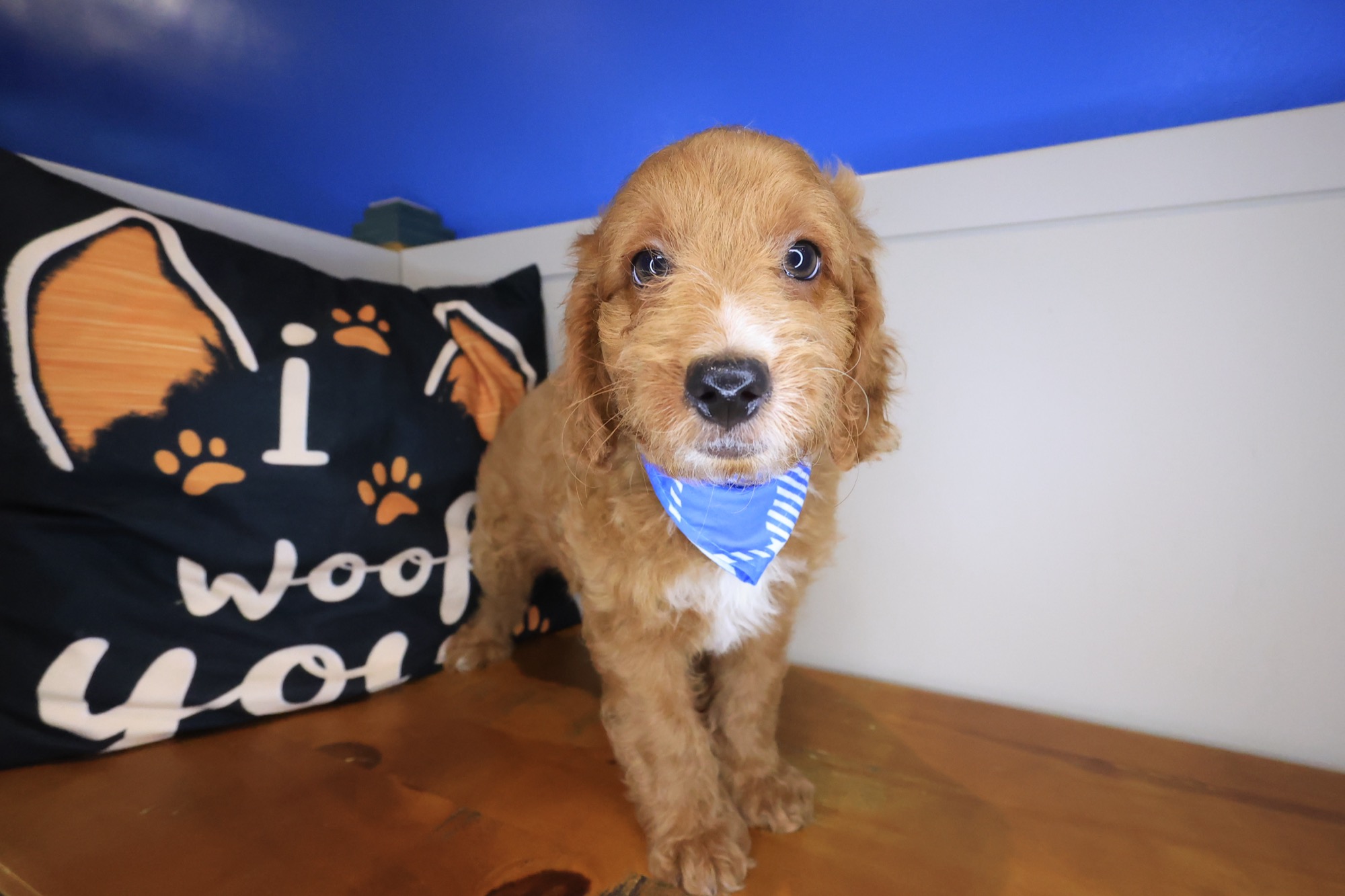 Galaxy, Goldendoodle puppy