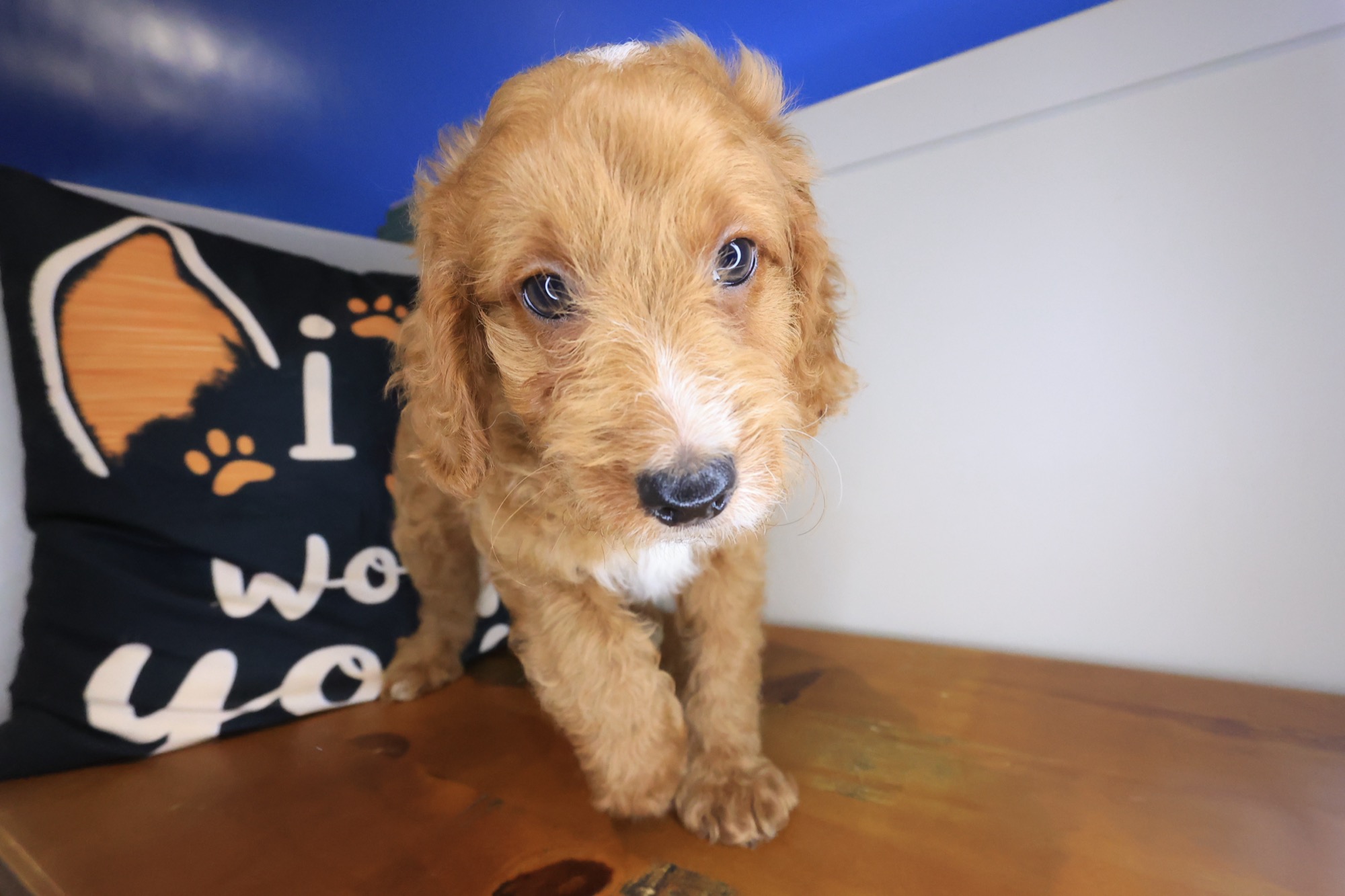 Galaxy, Goldendoodle puppy photo 2