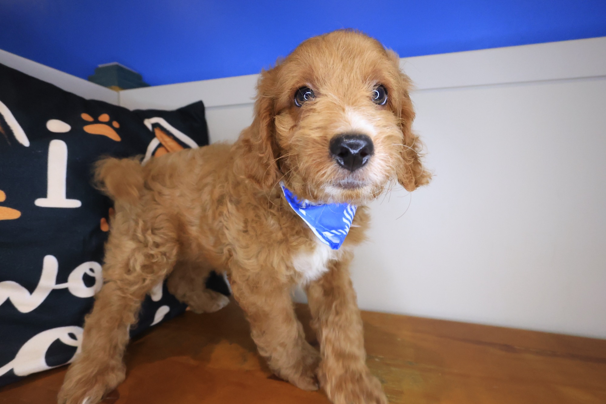 Galaxy, Goldendoodle puppy photo 3