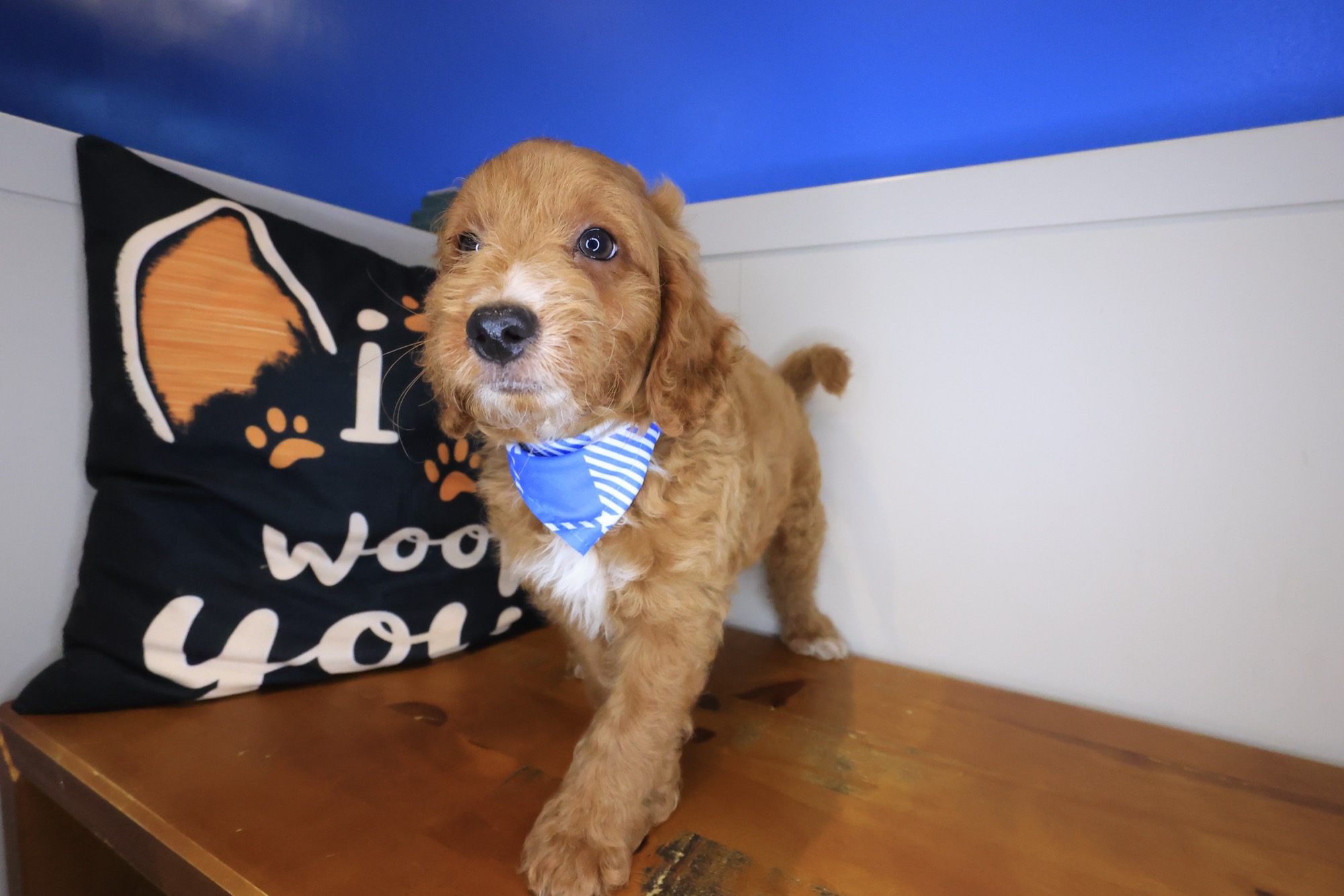Galaxy, Goldendoodle puppy photo 4
