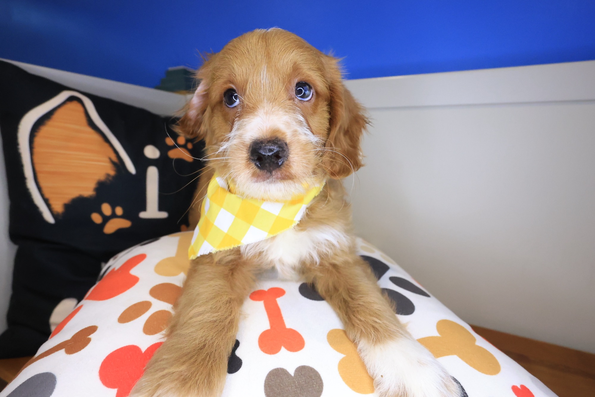 Clifford, Goldendoodle puppy photo 2