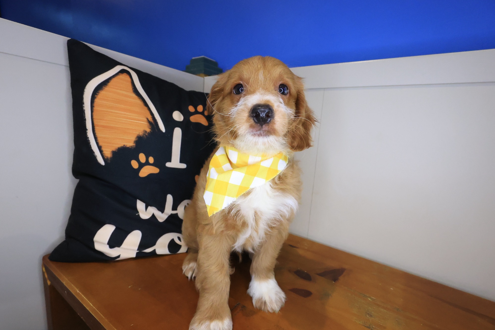 Clifford, Goldendoodle puppy photo 3