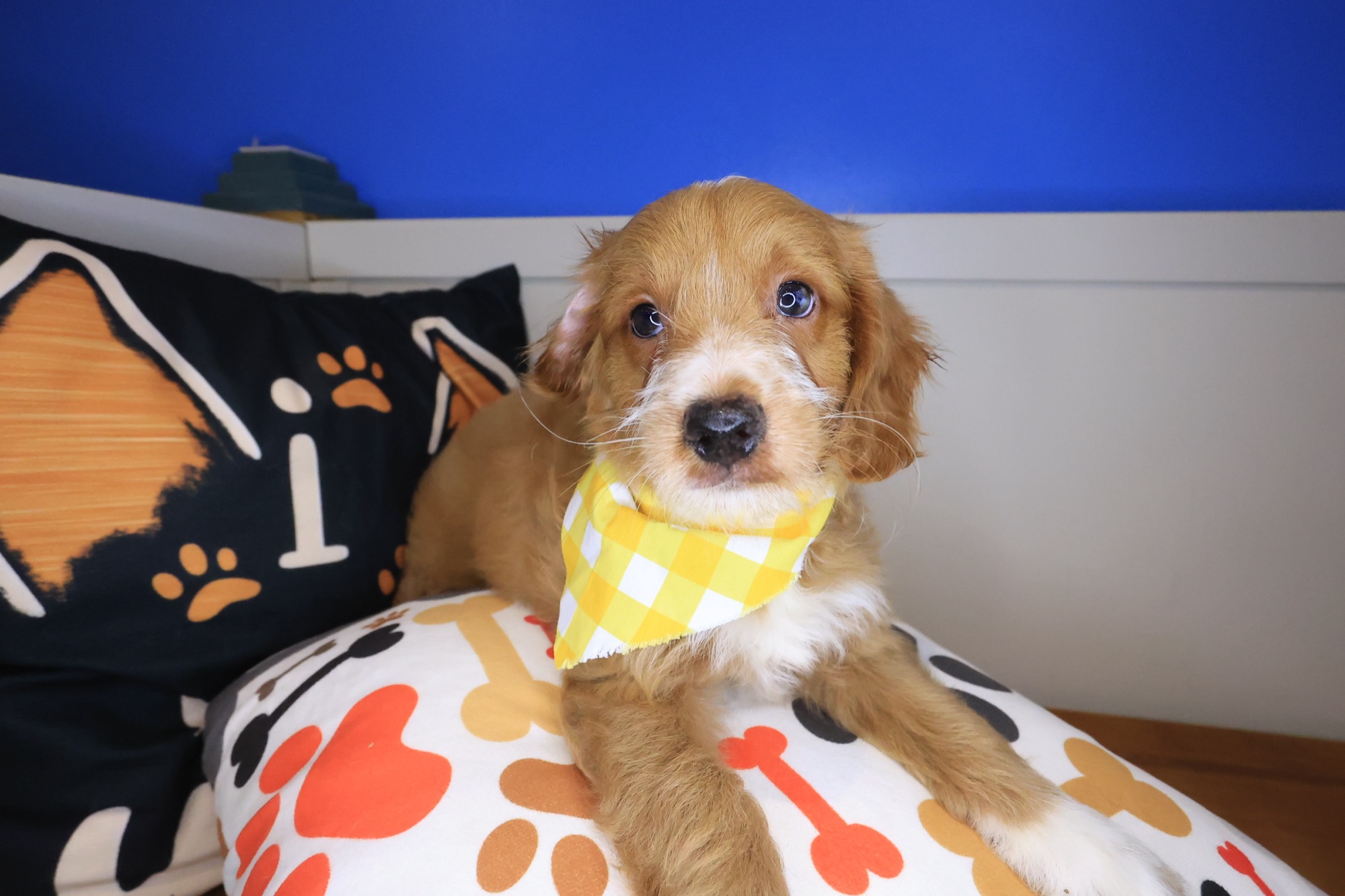 Clifford, Goldendoodle puppy photo 4