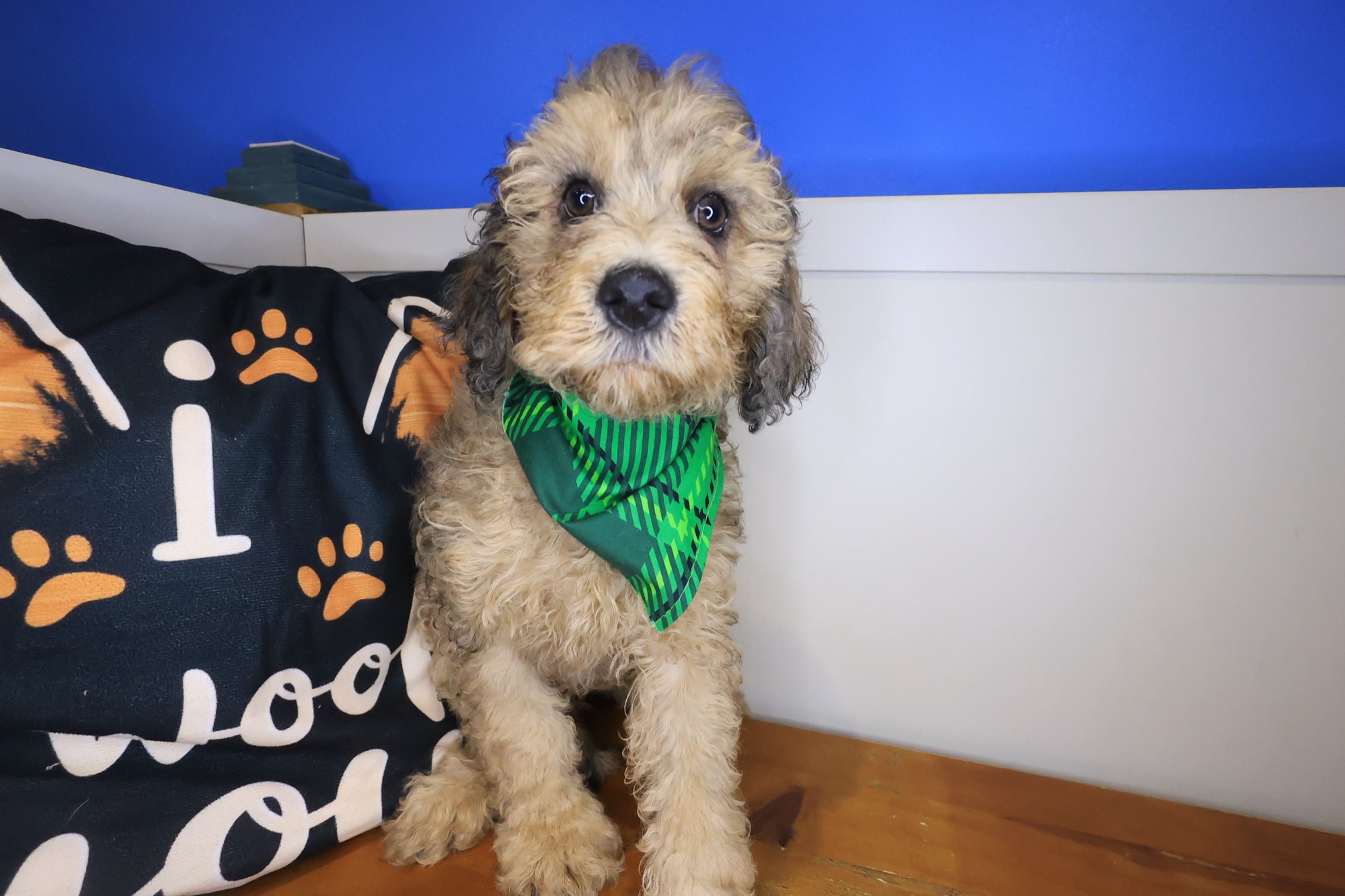 Mako, Goldendoodle puppy photo 2