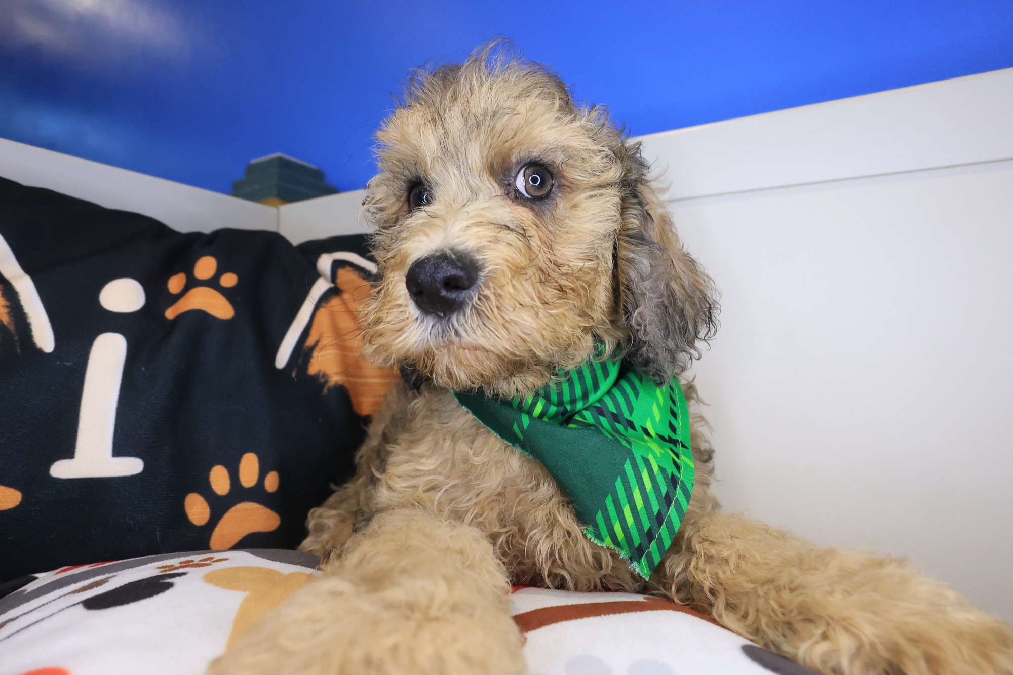 Mako, Goldendoodle puppy photo 3