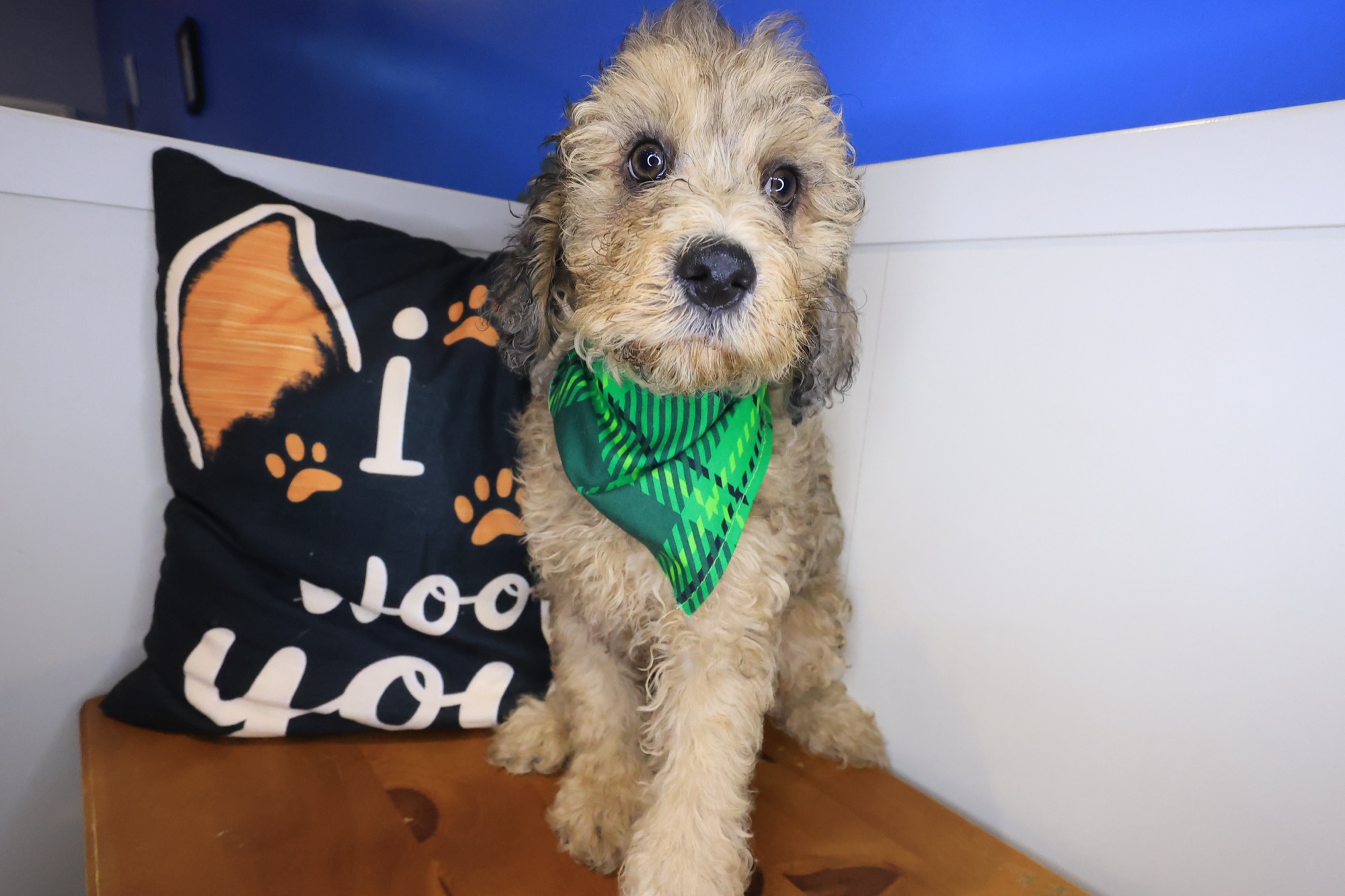 Mako, Goldendoodle puppy photo 4