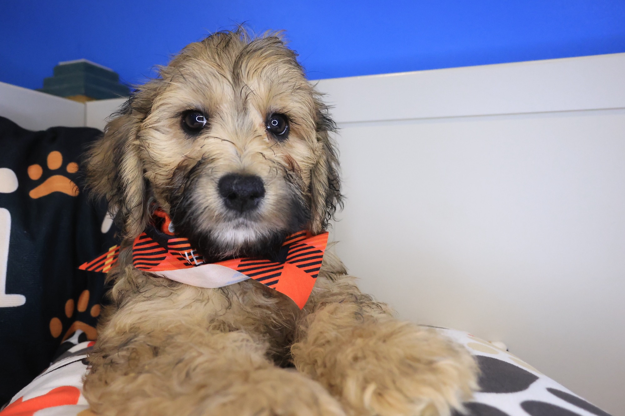 Simon, Goldendoodle puppy