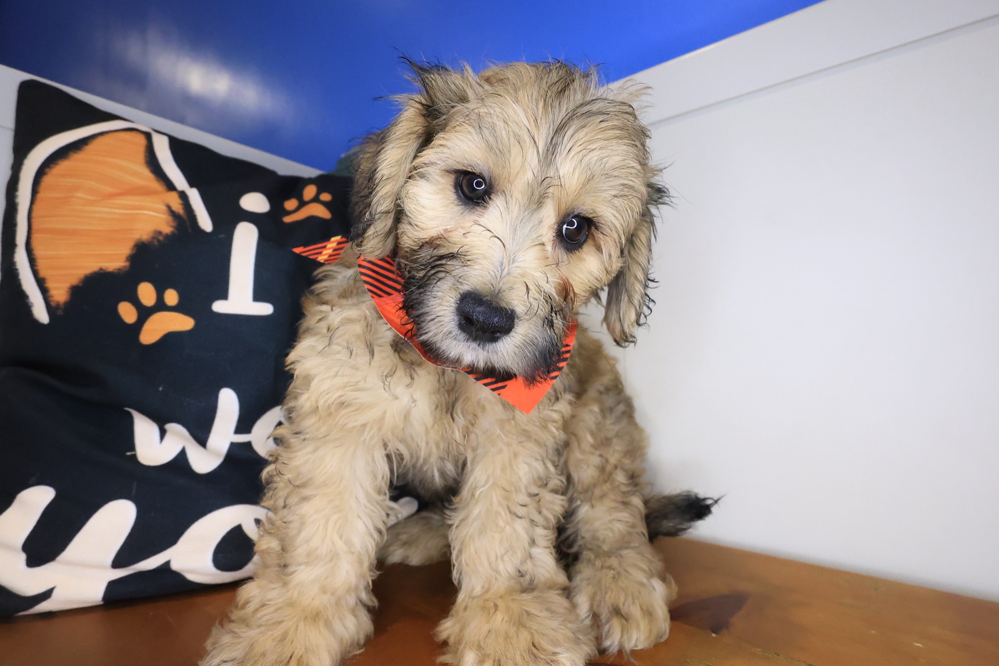 Simon, Goldendoodle puppy photo 2