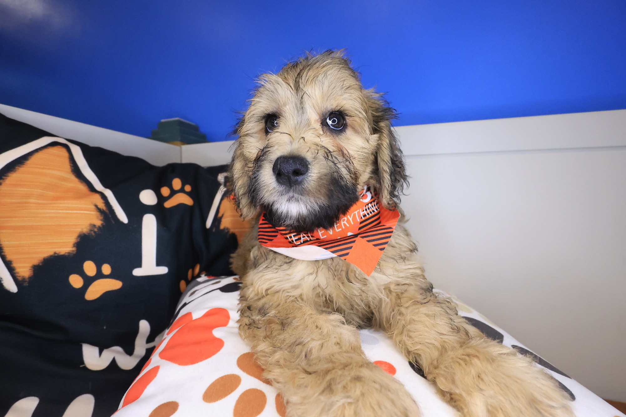 Simon, Goldendoodle puppy photo 3