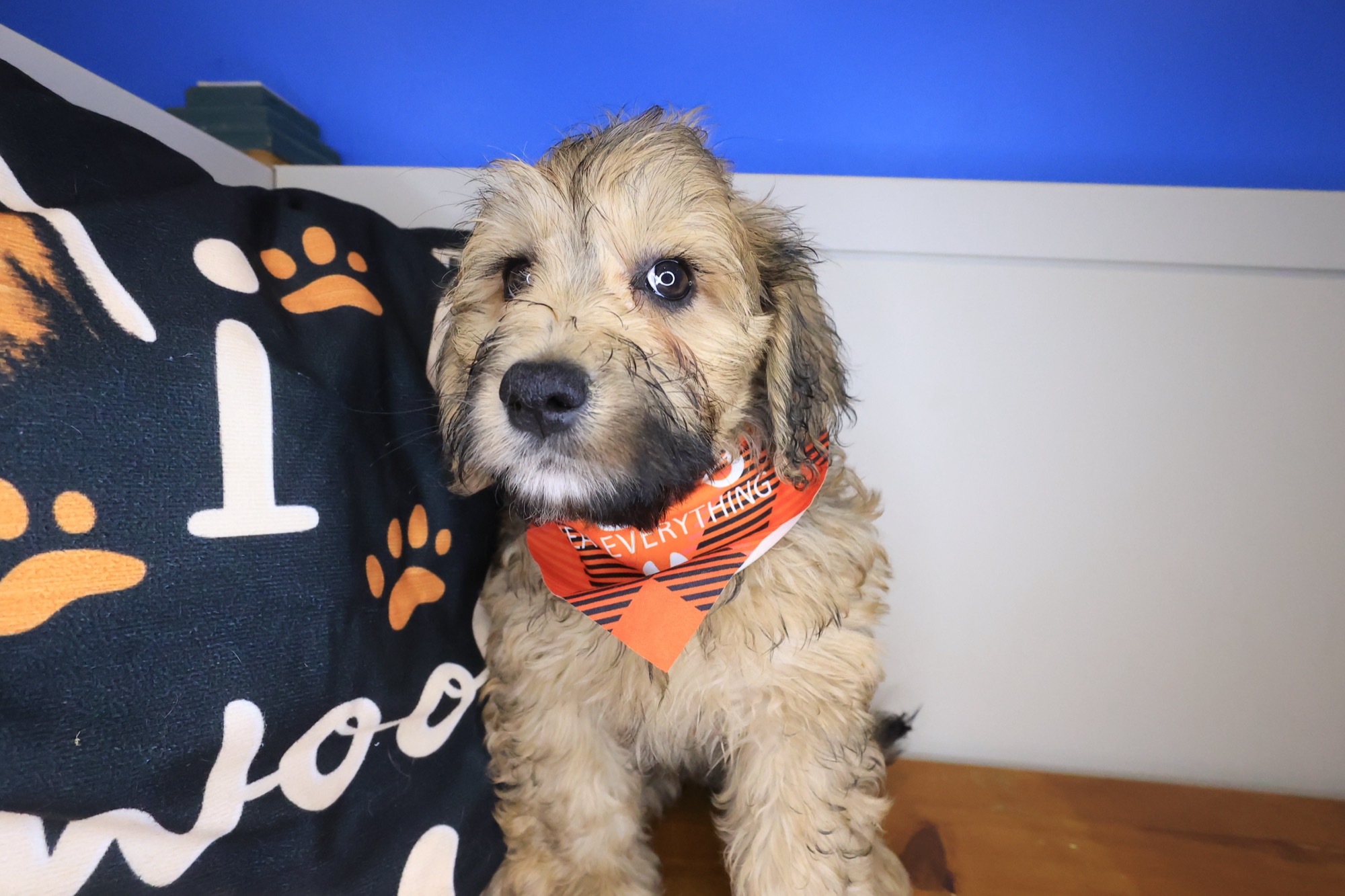Simon, Goldendoodle puppy photo 4