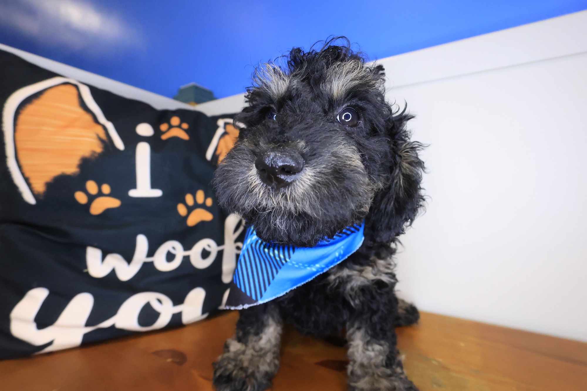 Buster, Goldendoodle puppy photo 2