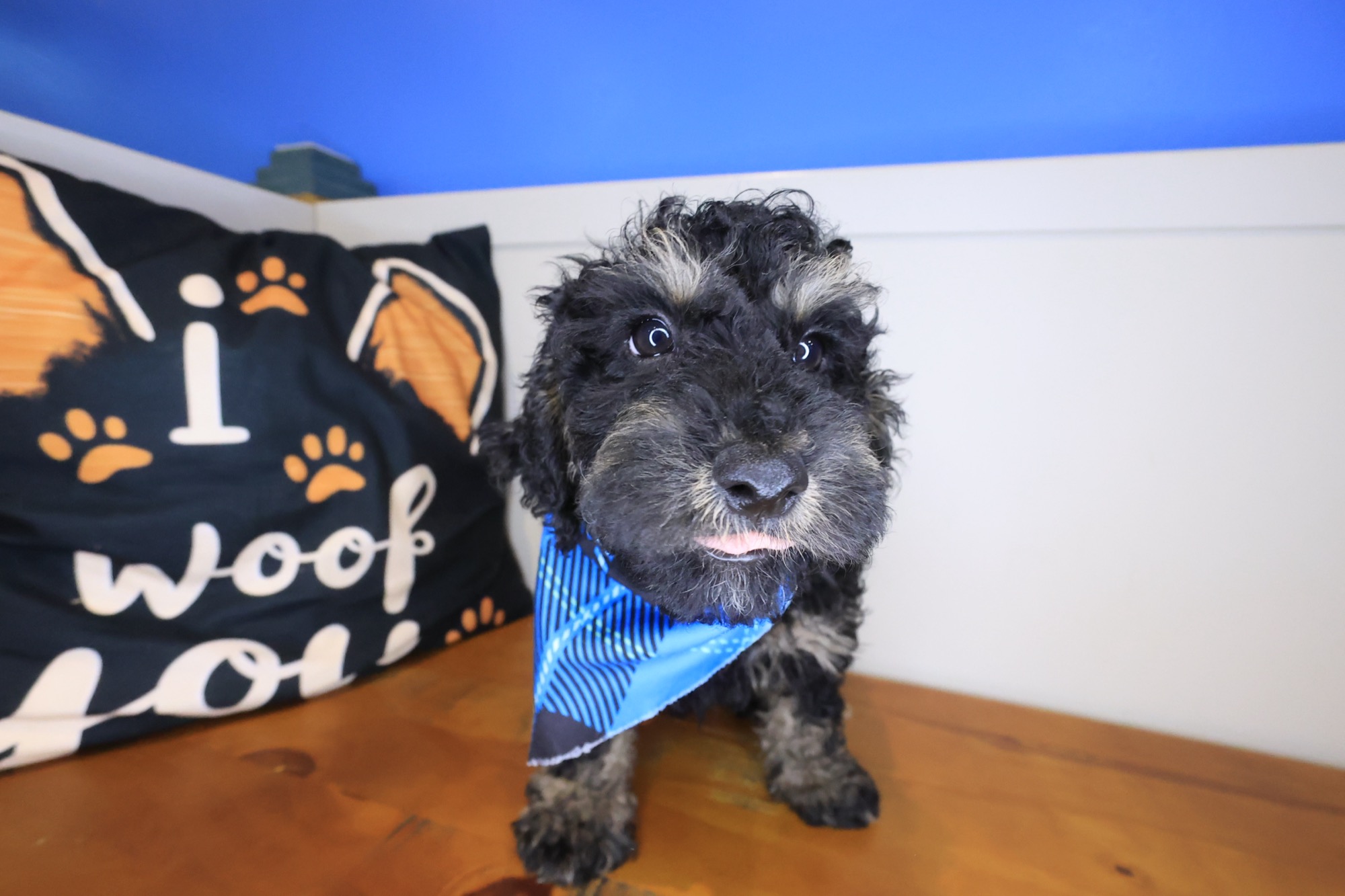 Buster, Goldendoodle puppy photo 3