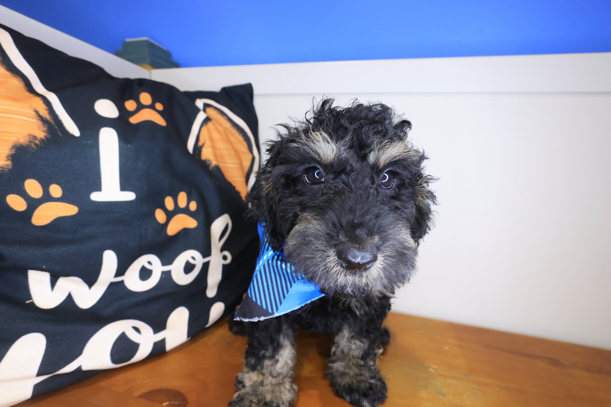 Buster, Goldendoodle puppy photo 4
