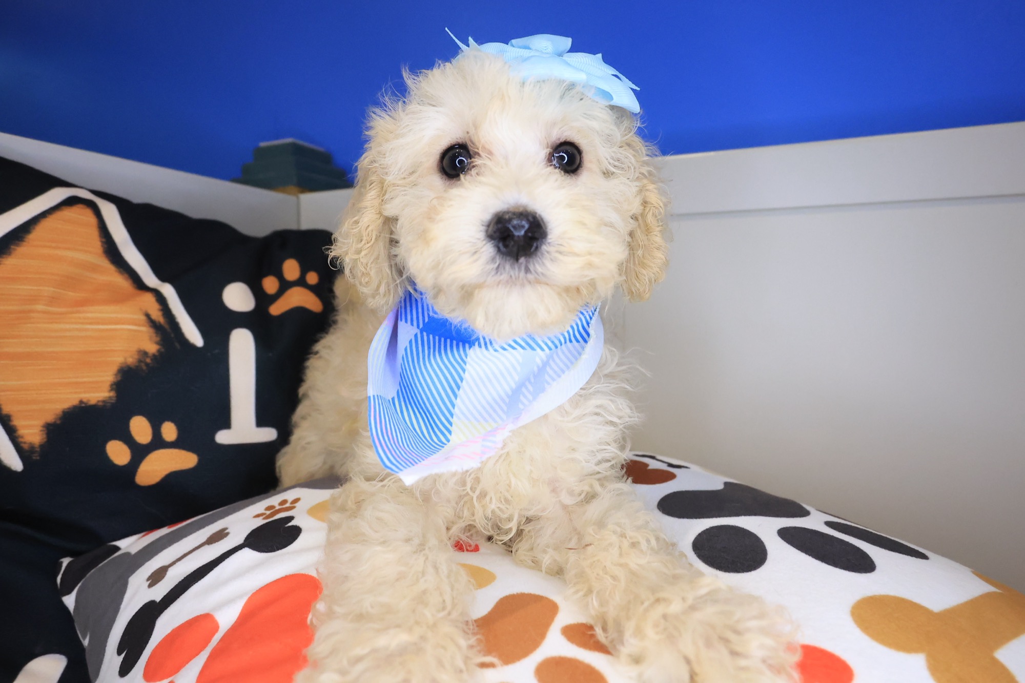 Gidget, Goldendoodle puppy
