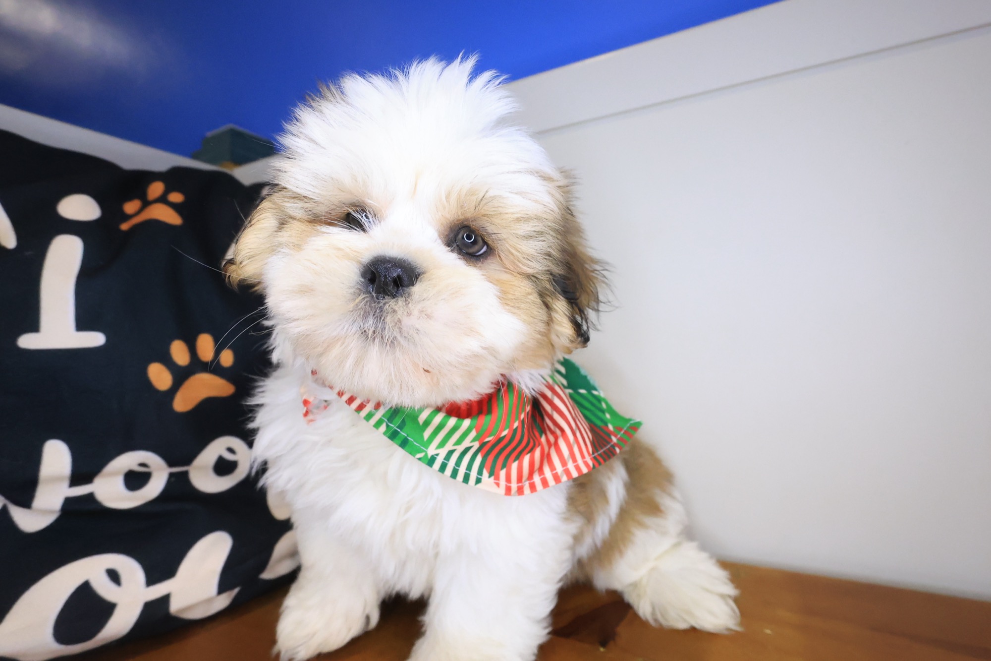 Allen, Lhasa Apso puppy