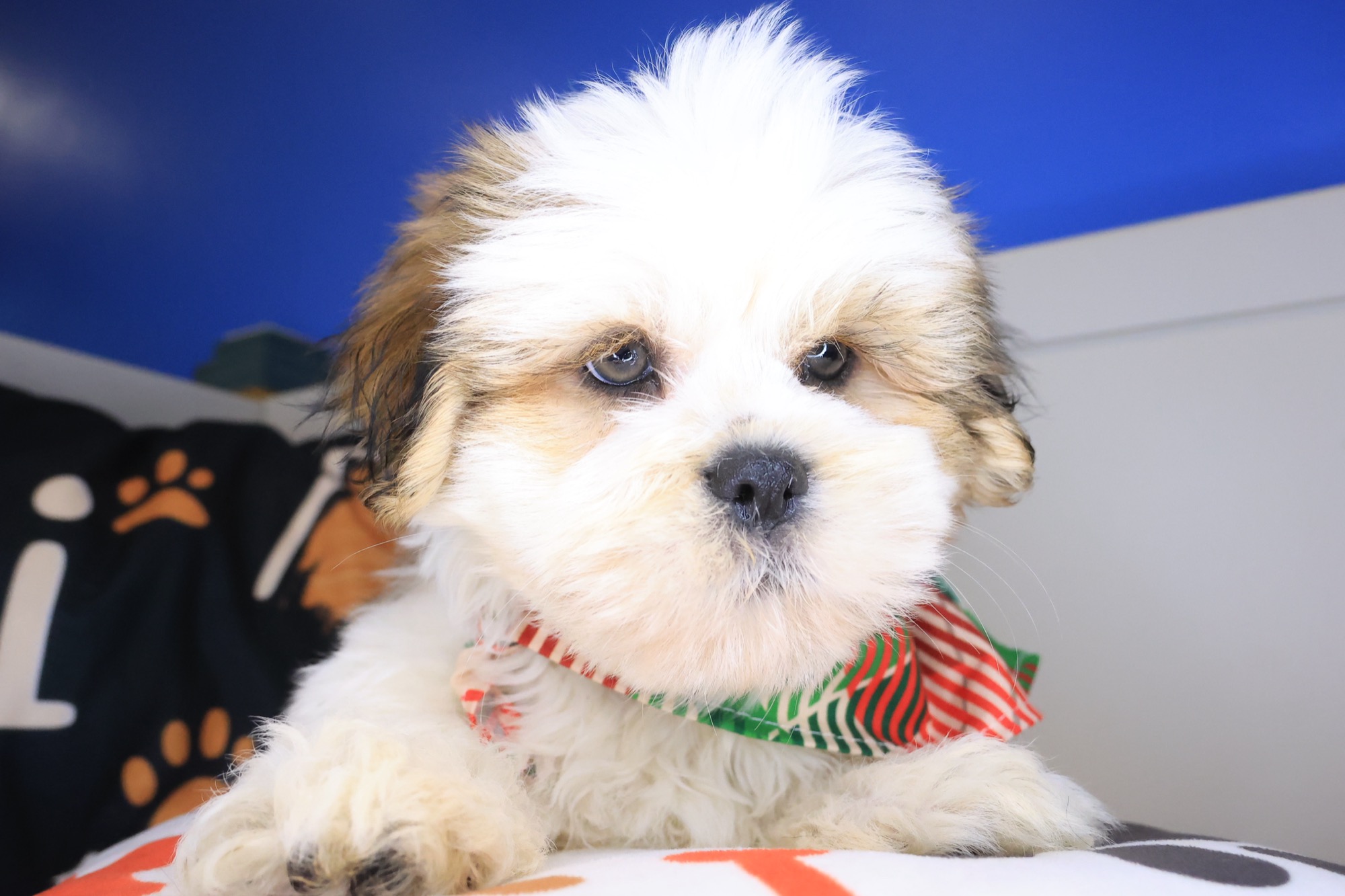 Allen, Lhasa Apso puppy photo 2