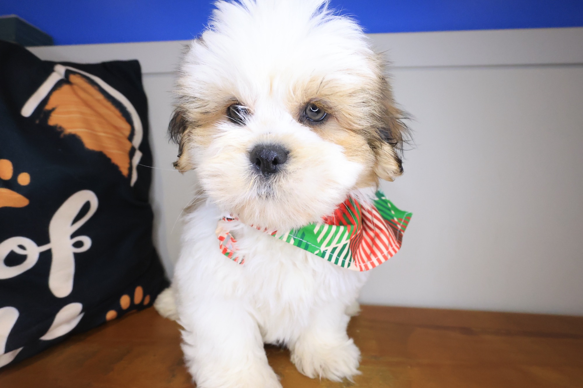 Allen, Lhasa Apso puppy photo 3