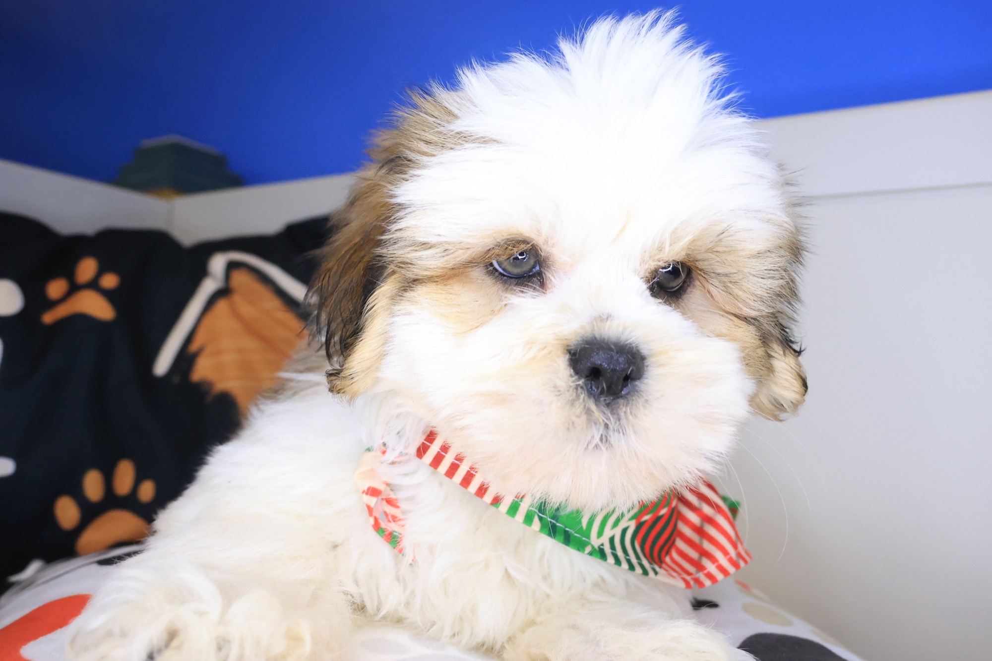 Allen, Lhasa Apso puppy photo 4