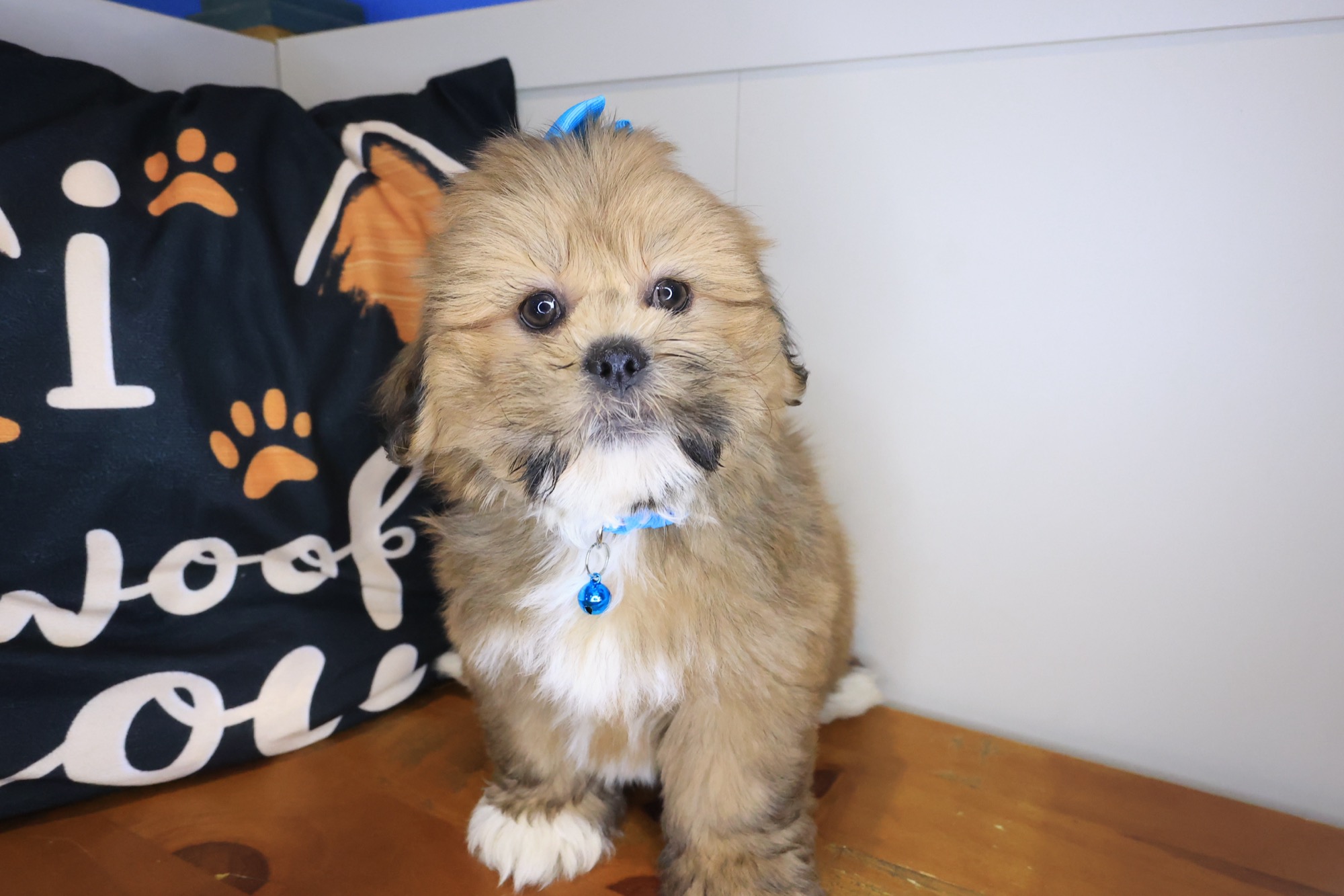 Jamm, Lhasa Apso puppy photo 2