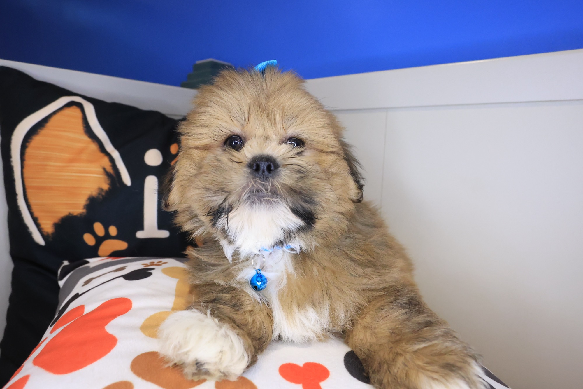 Jamm, Lhasa Apso puppy photo 3