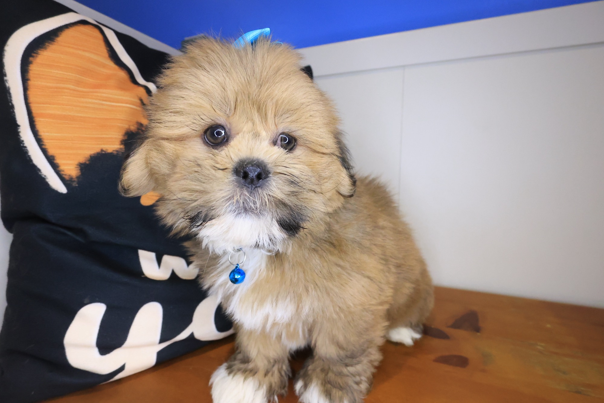 Jamm, Lhasa Apso puppy photo 4