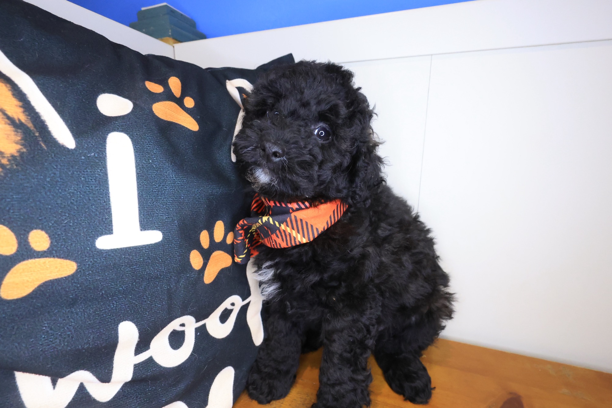 Digger, Poodle puppy photo 2
