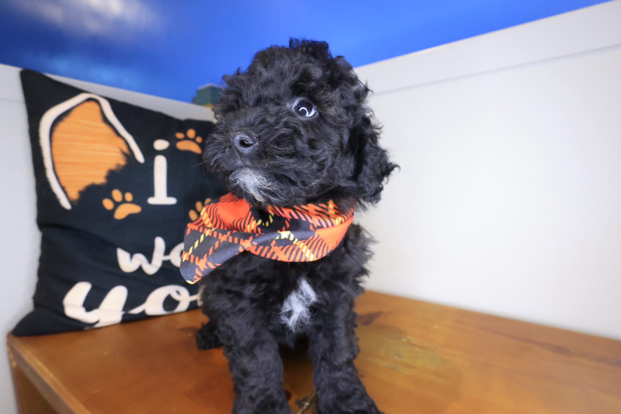 Digger, Poodle puppy photo 3