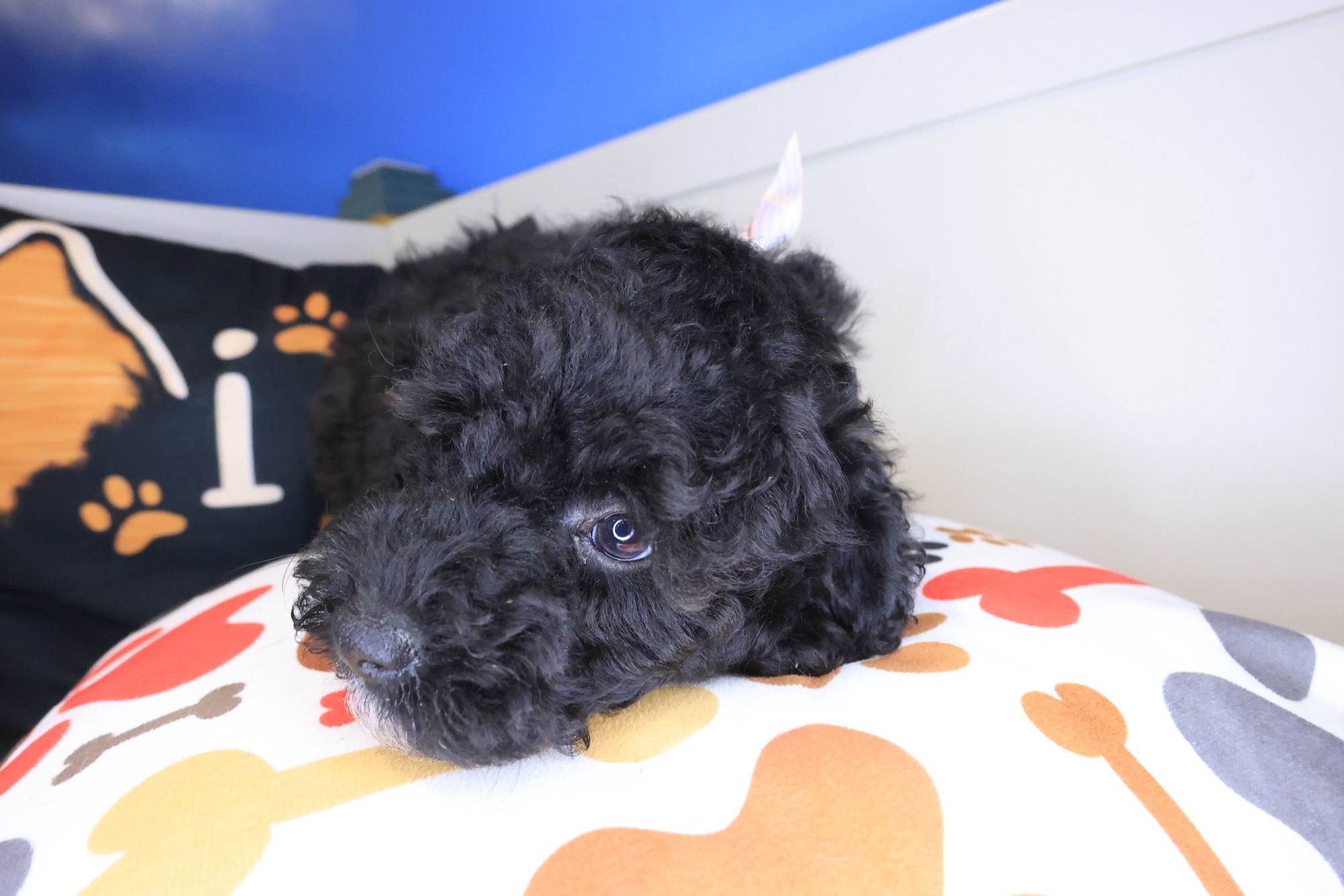Digger, Poodle puppy photo 4