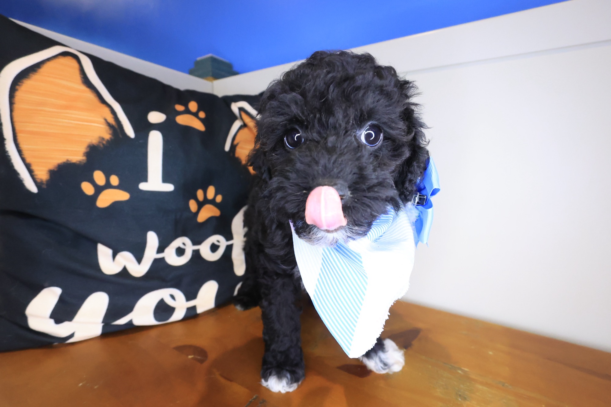 Brit, Poodle puppy