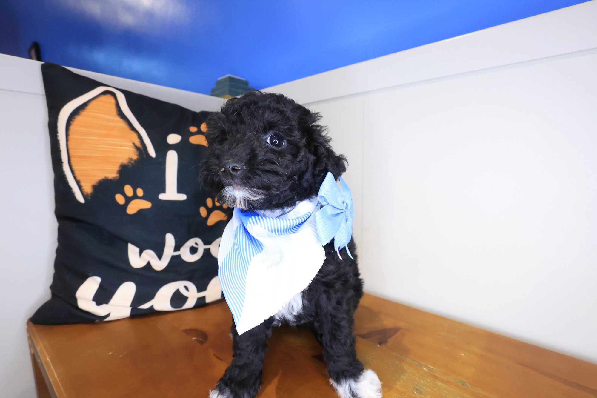 Brit, Poodle puppy photo 2