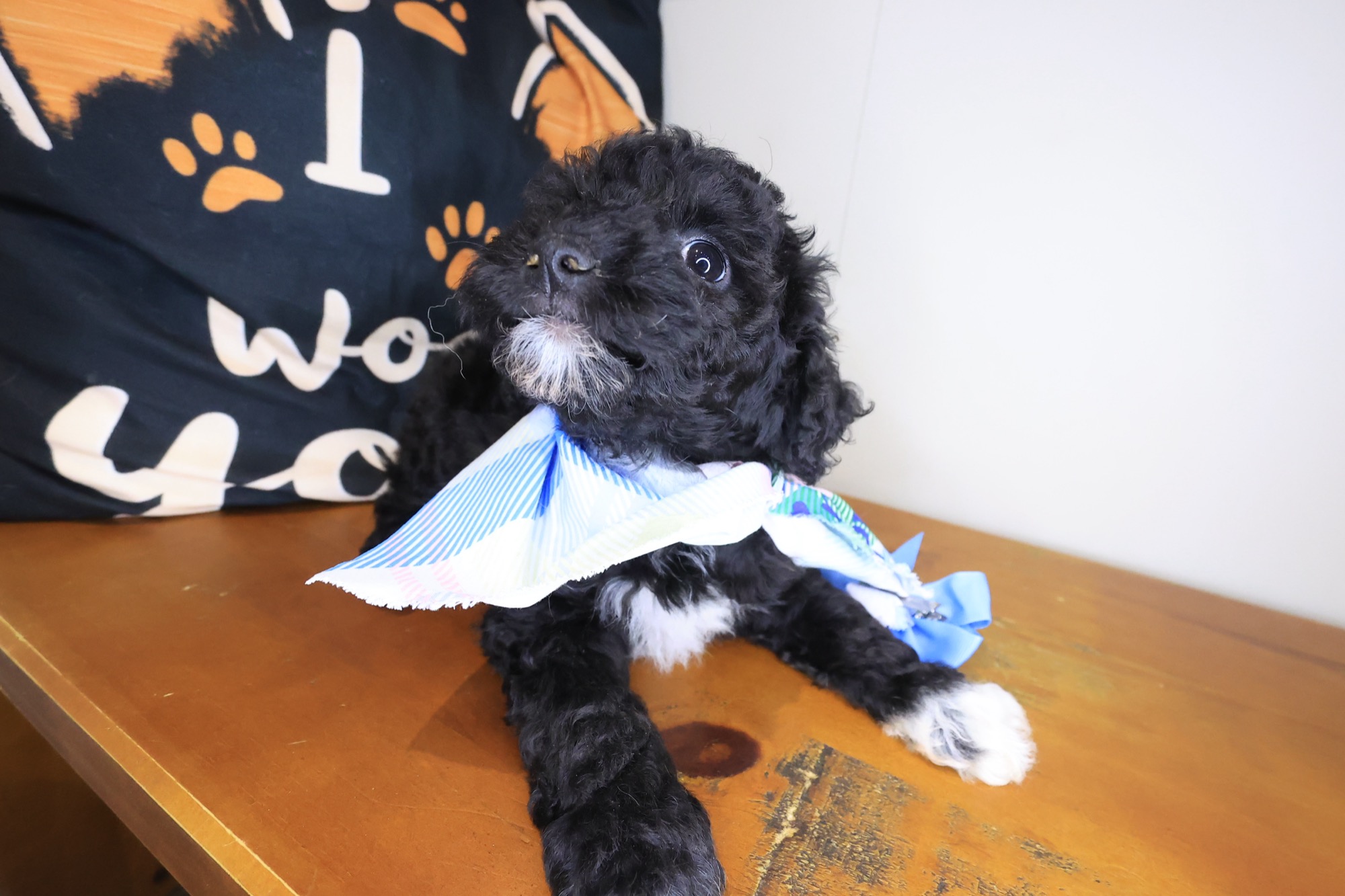 Brit, Poodle puppy photo 3