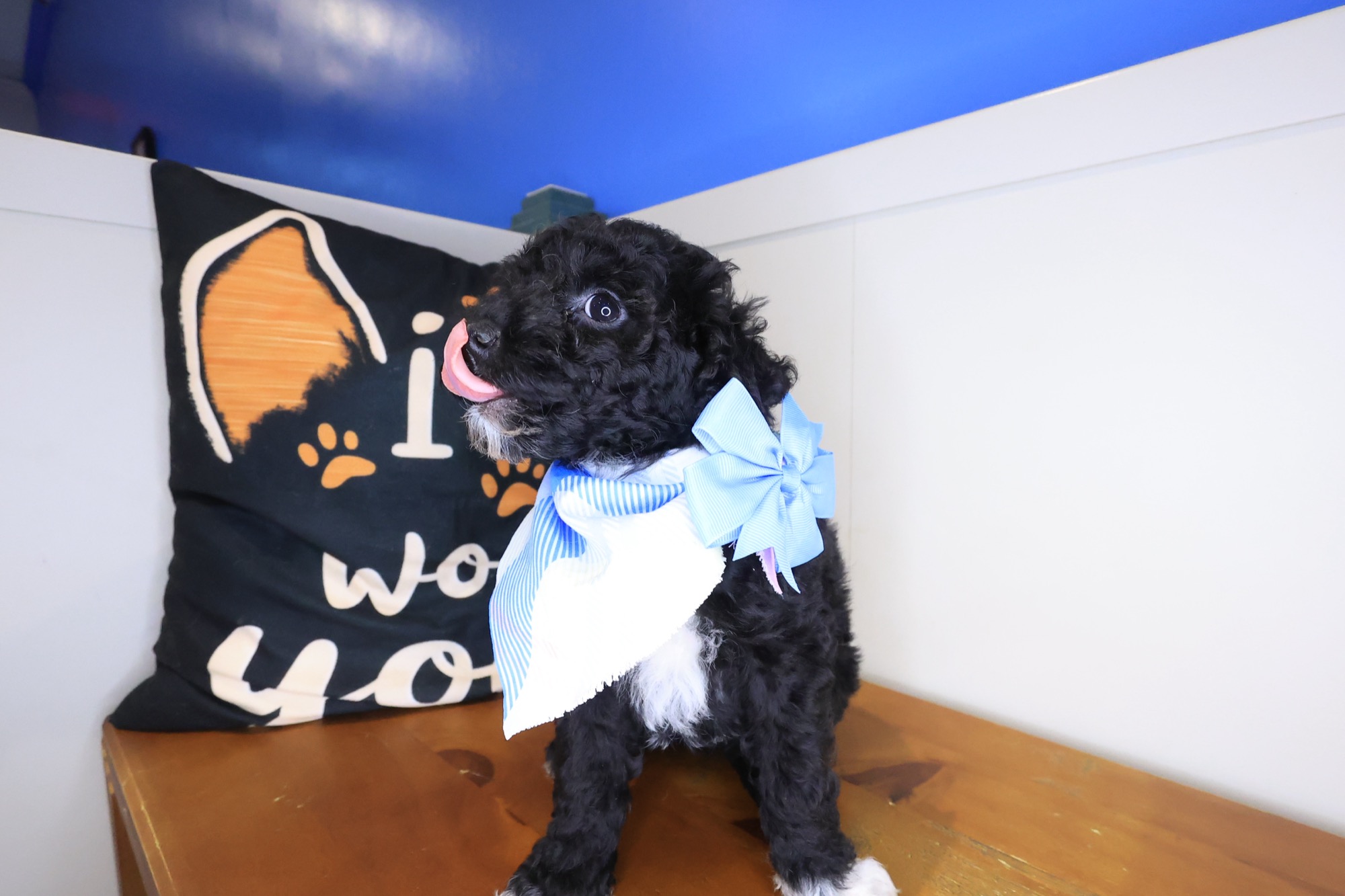 Brit, Poodle puppy photo 4