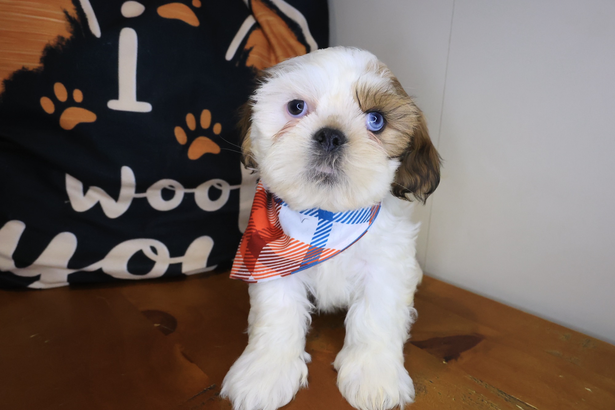 Jori, Shih Tzu puppy photo 2