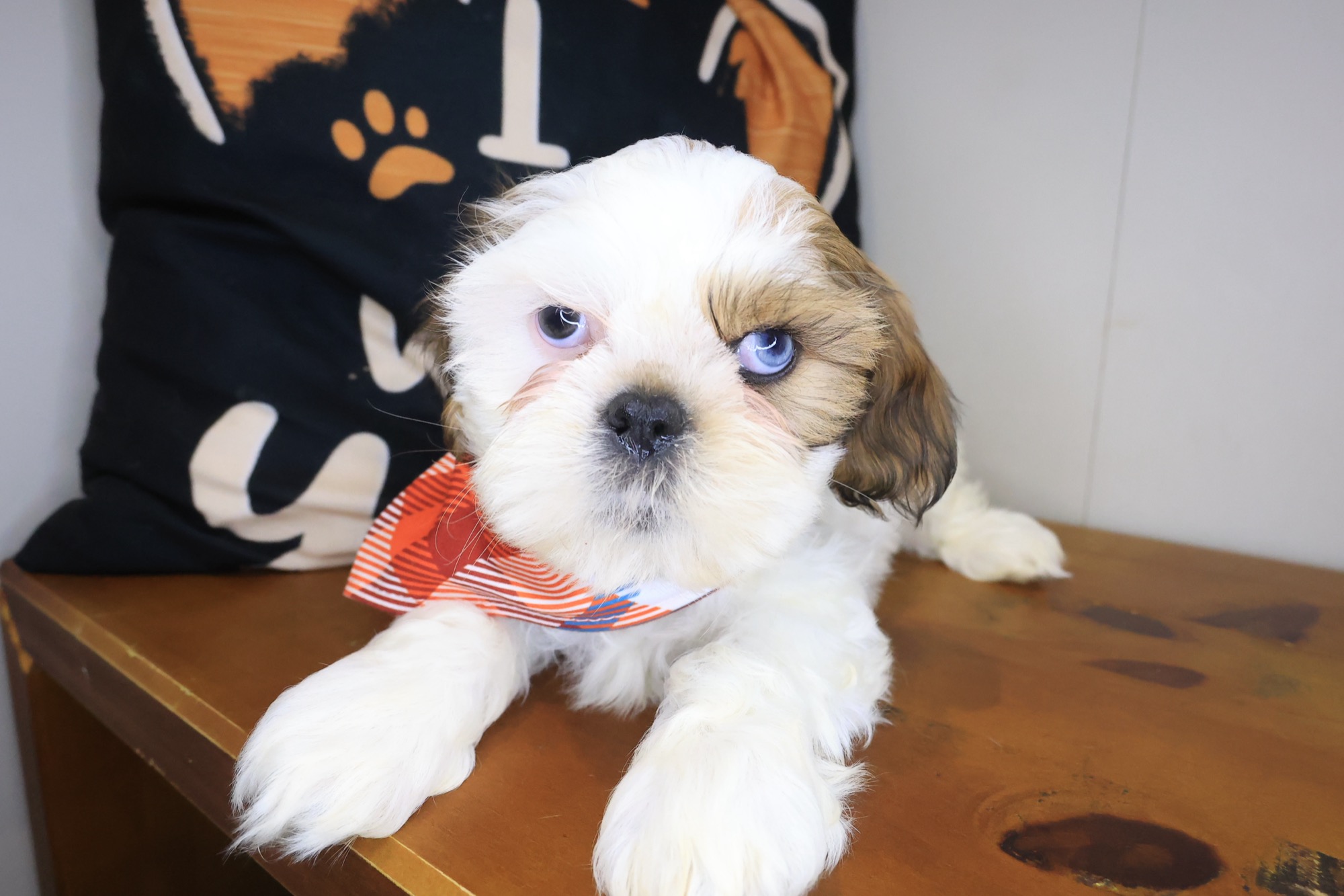 Jori, Shih Tzu puppy photo 3