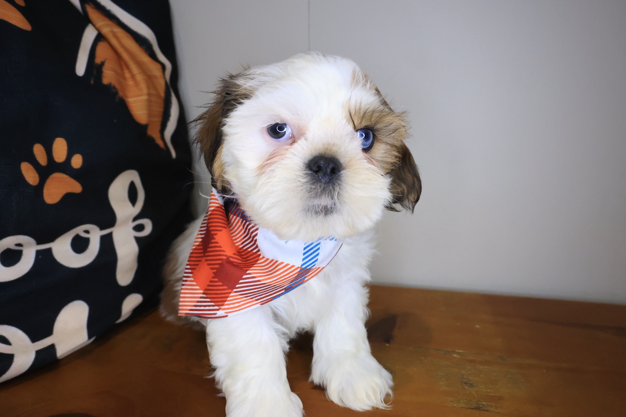 Jori, Shih Tzu puppy photo 4