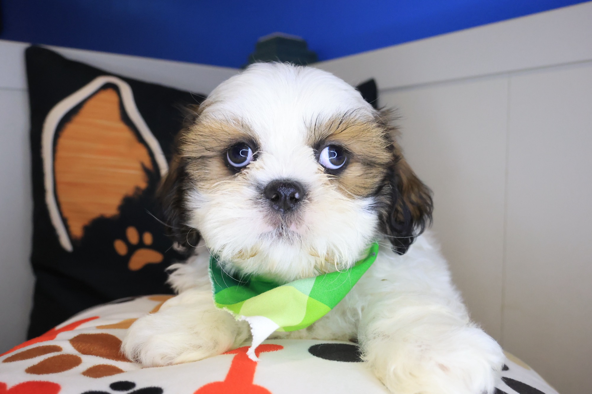 Fudge, Shih Tzu puppy