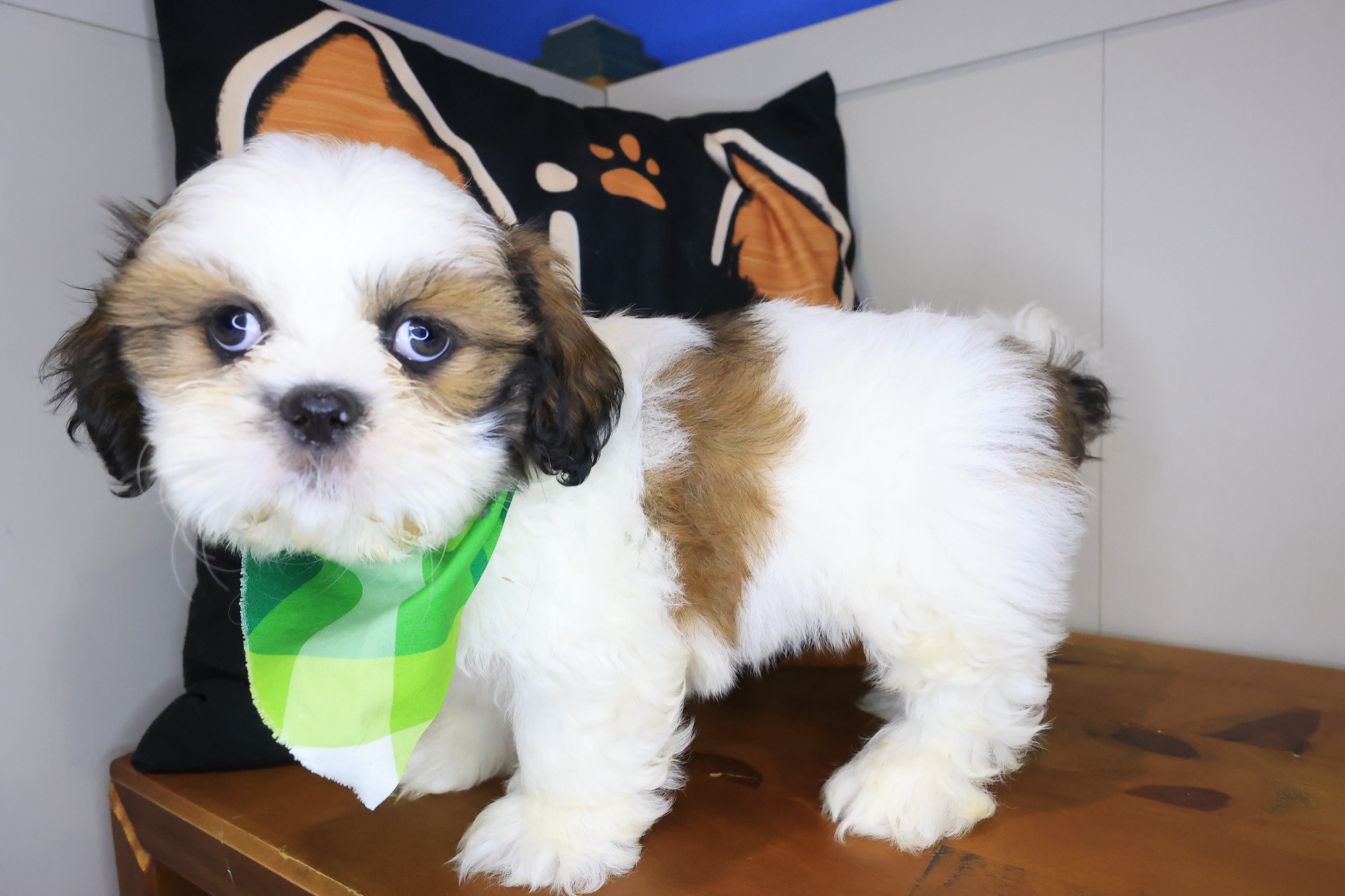 Fudge, Shih Tzu puppy photo 2