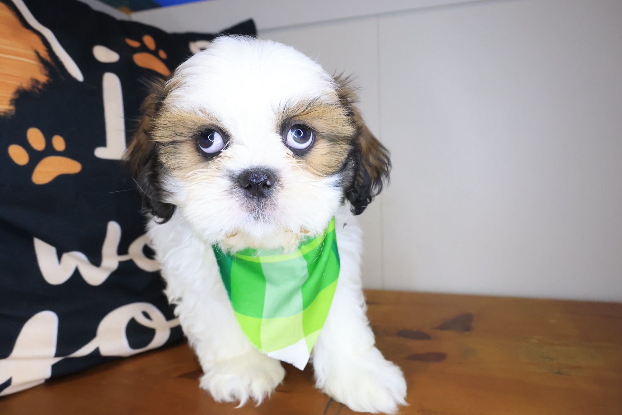 Fudge, Shih Tzu puppy photo 3