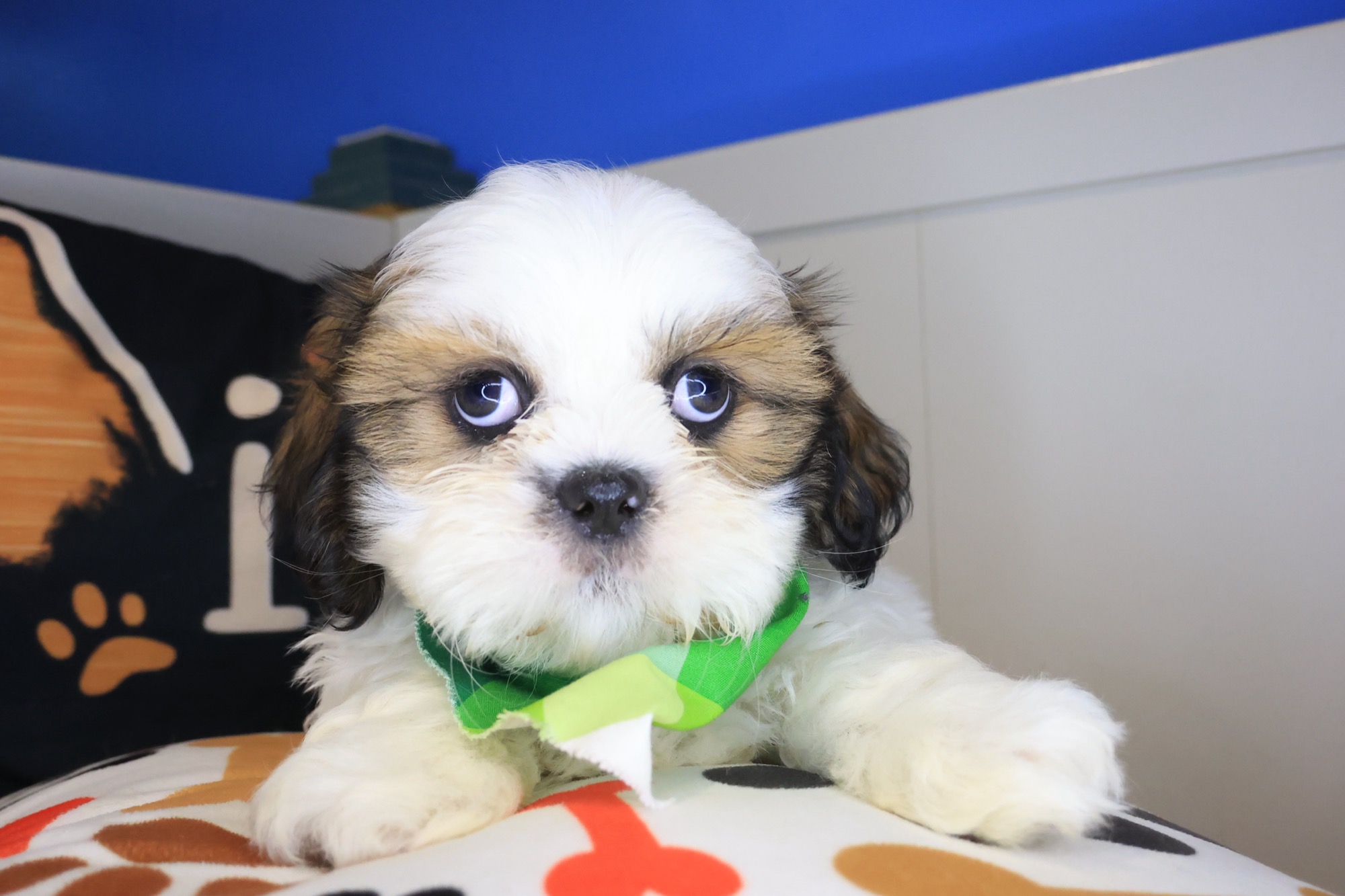 Fudge, Shih Tzu puppy photo 4