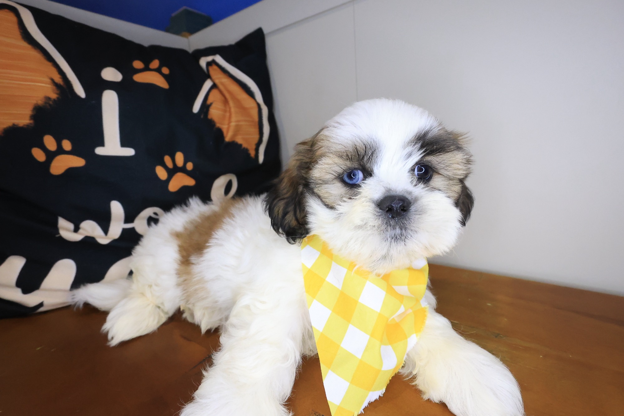 Jesse, Shih Tzu puppy